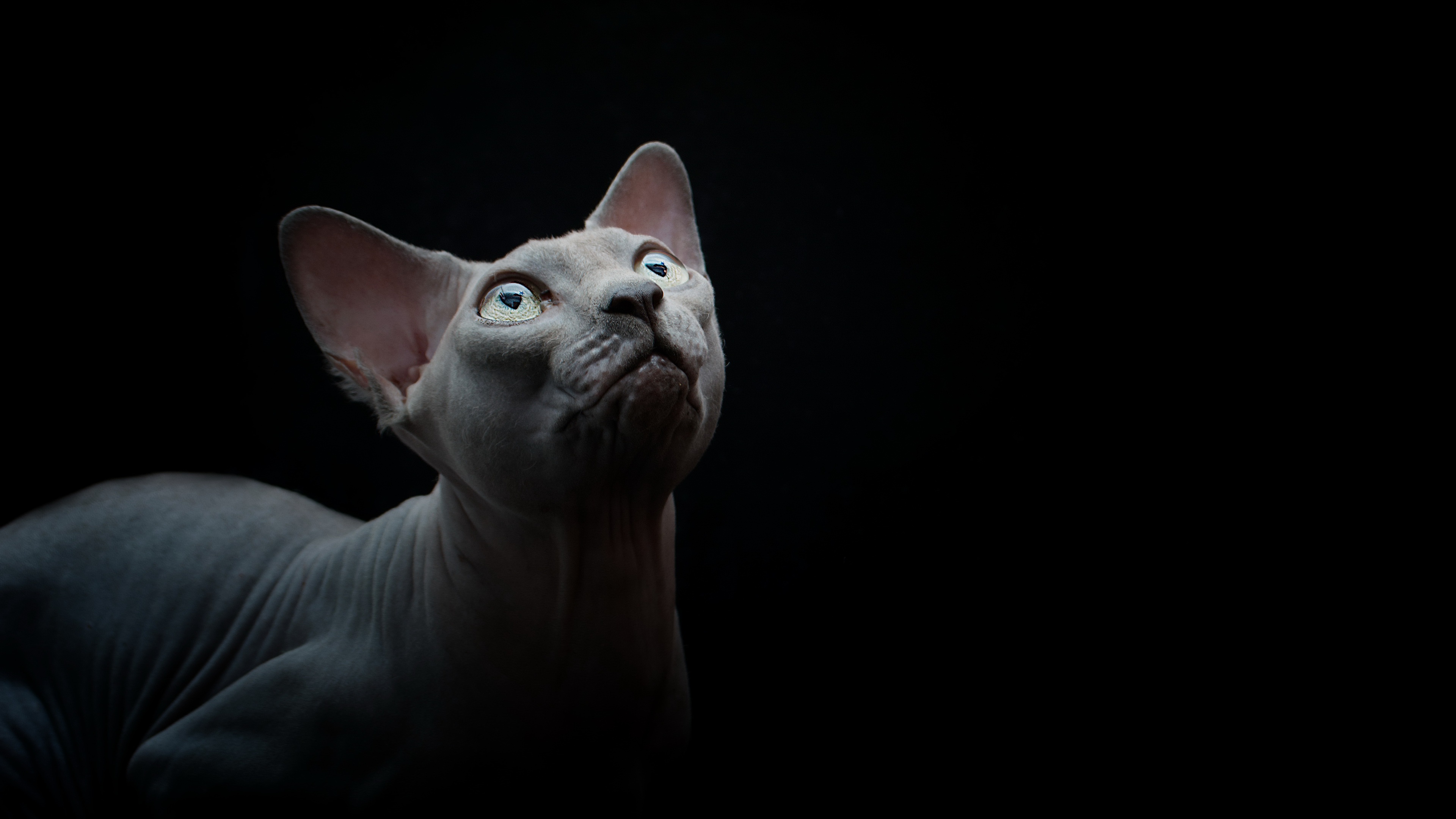 Sphynx Cat Wallpapers