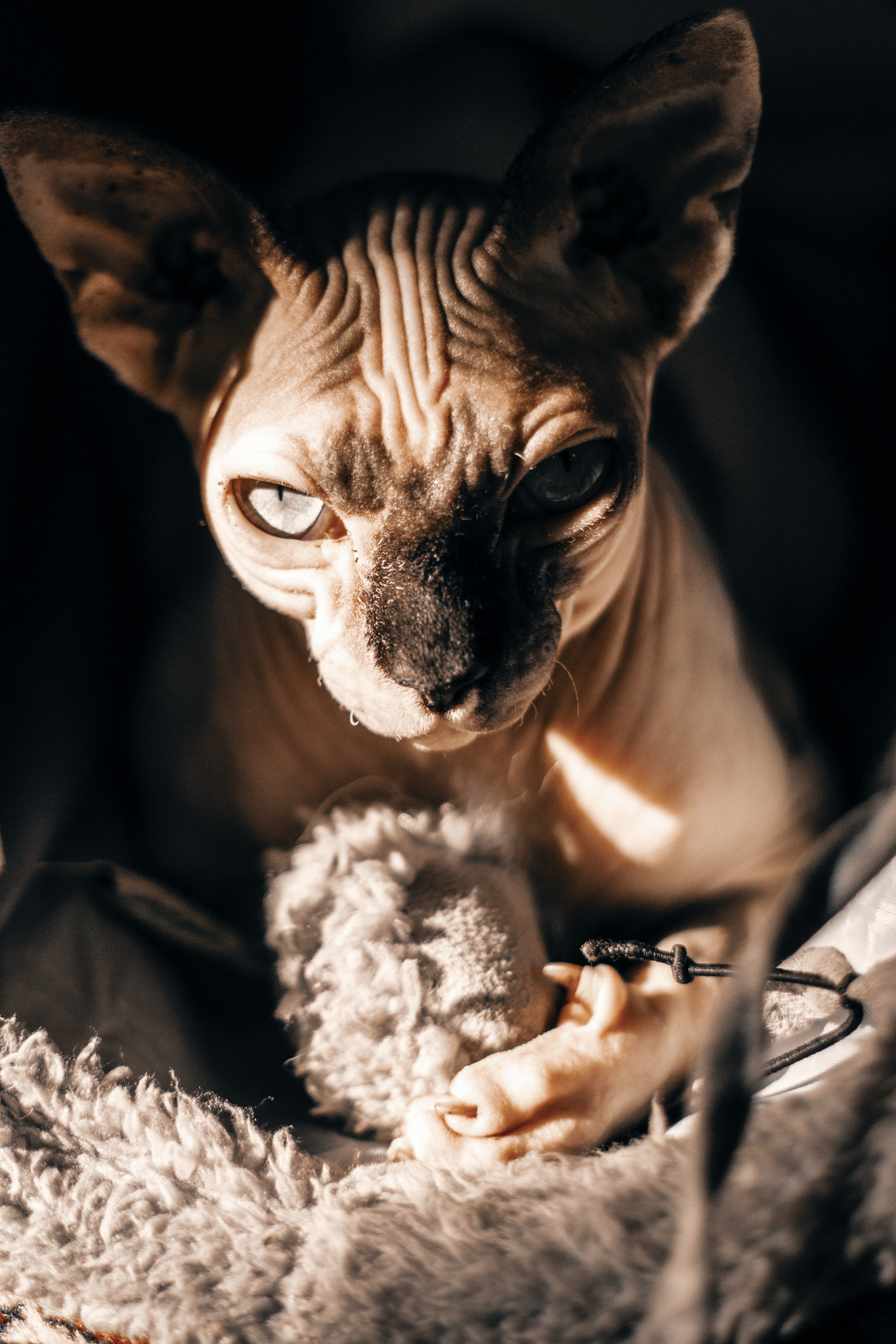 Sphynx Cat Wallpapers