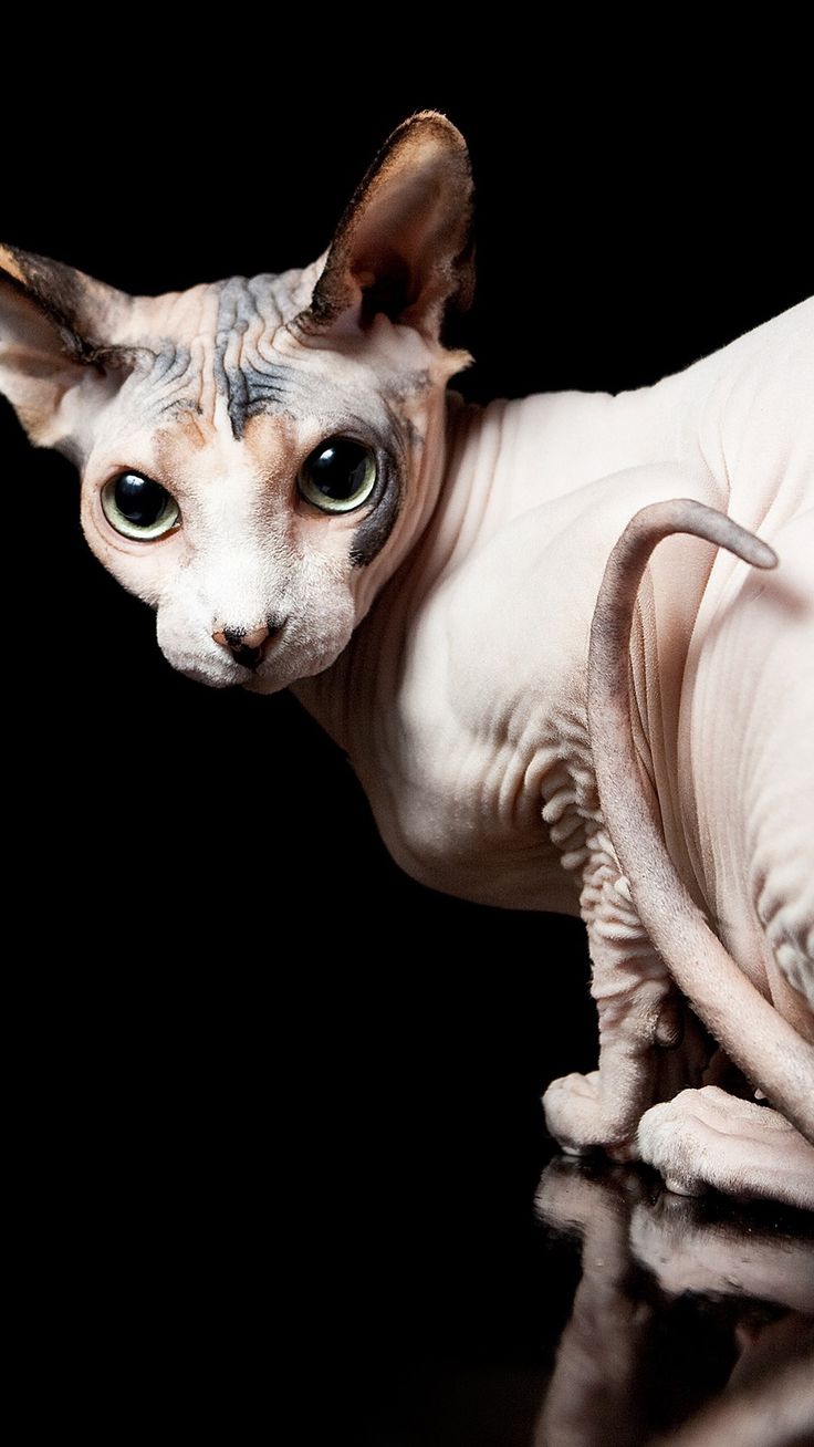 Sphynx Cat Wallpapers