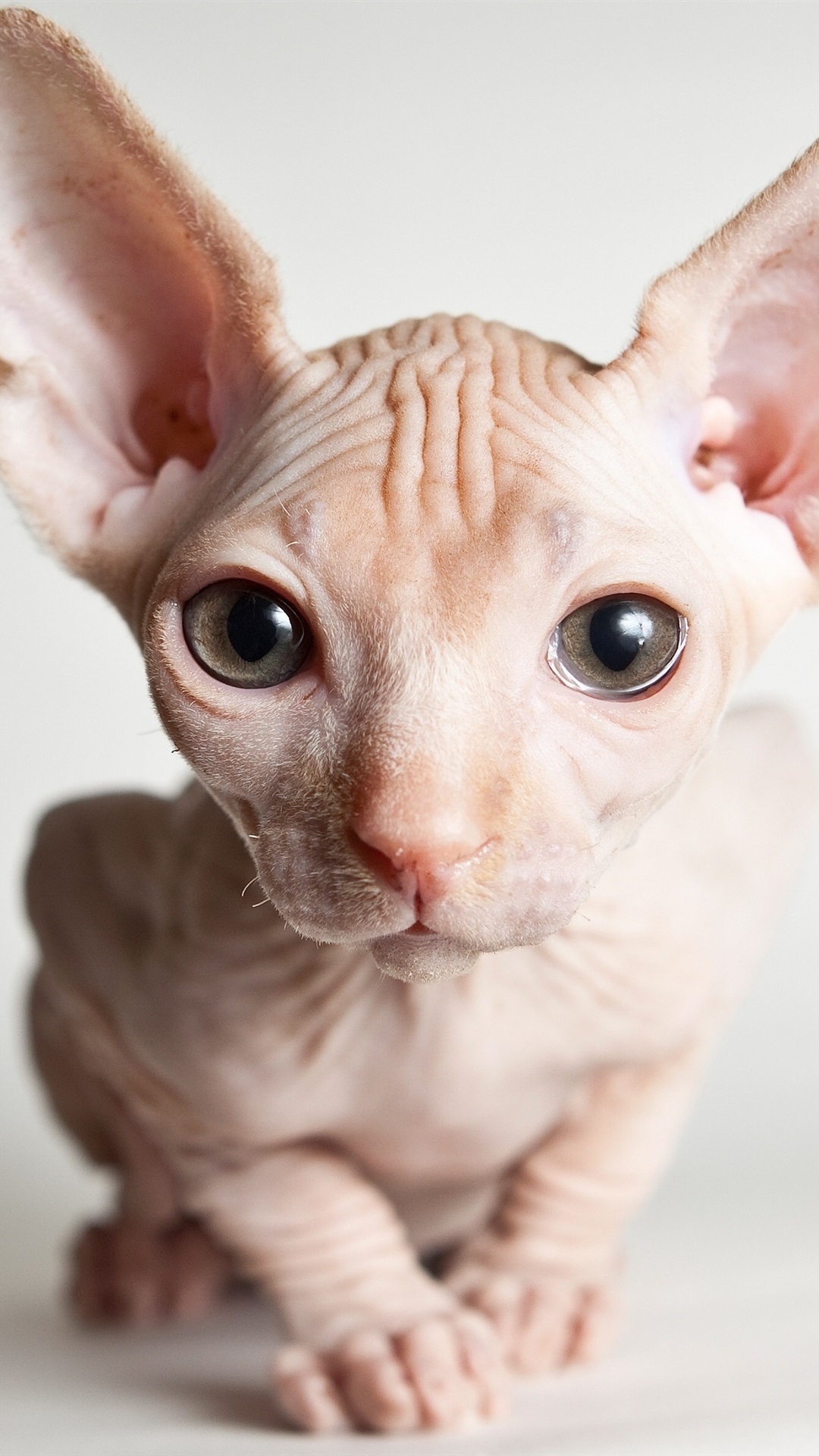 Sphynx Cat Wallpapers