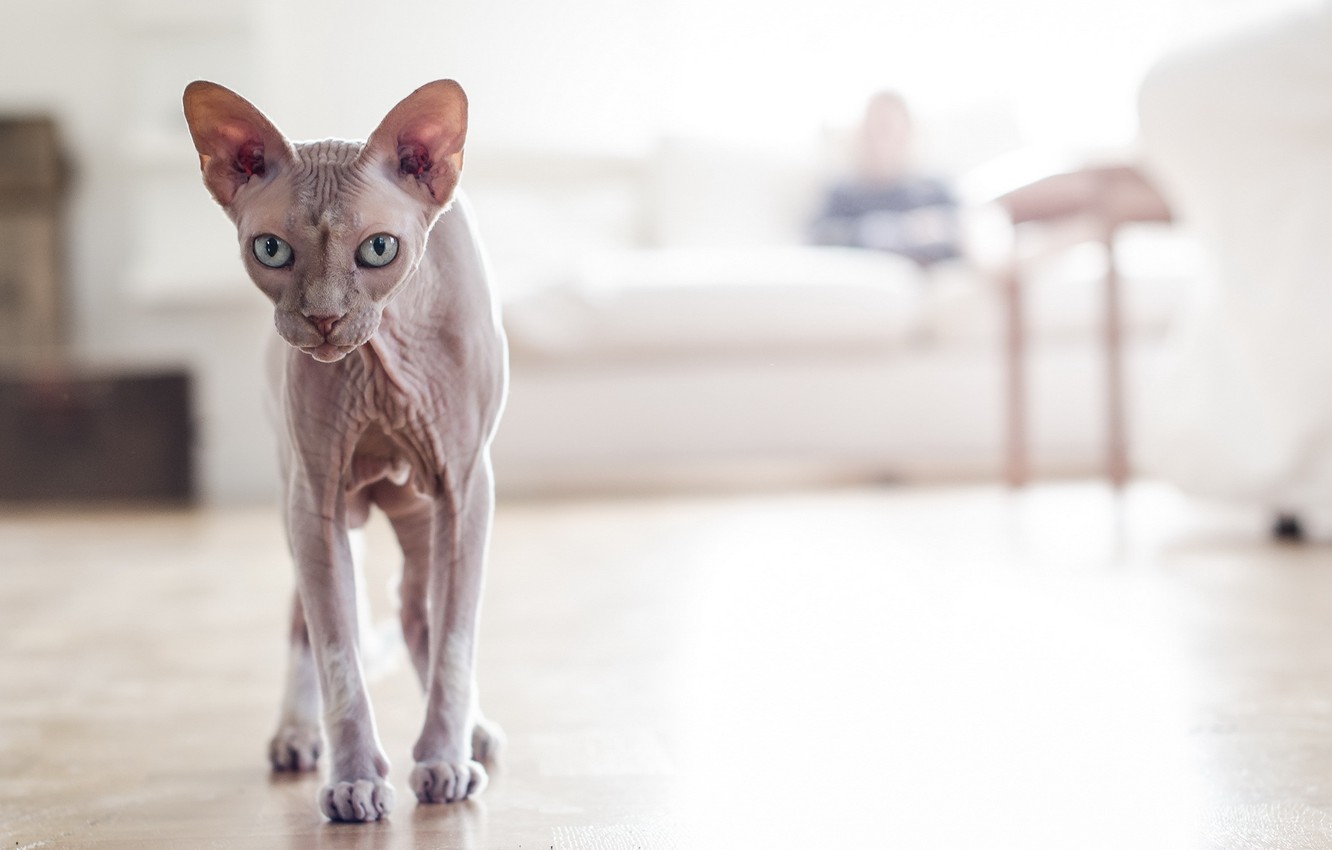 Sphynx Cat Wallpapers