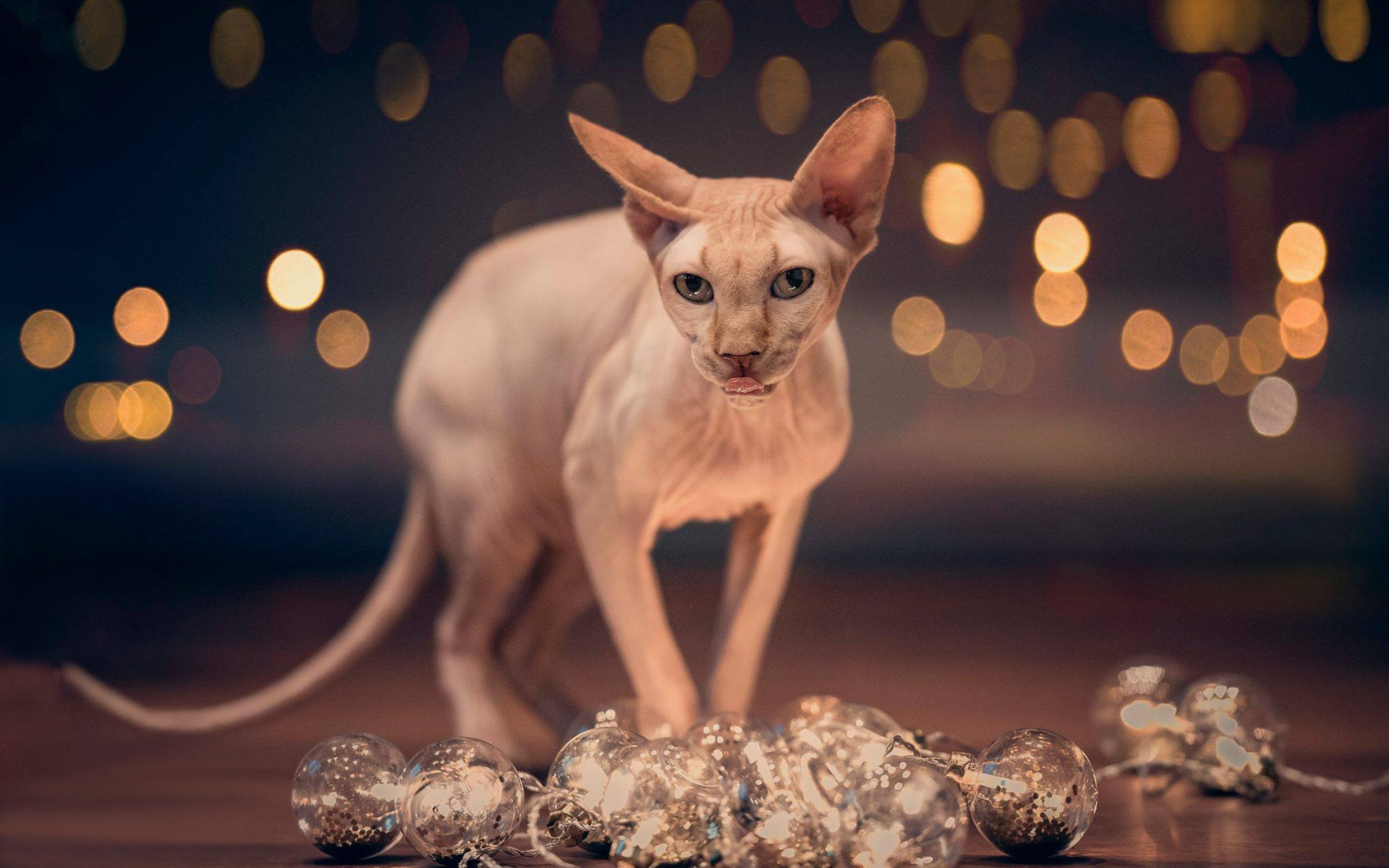 Sphynx Cat Wallpapers