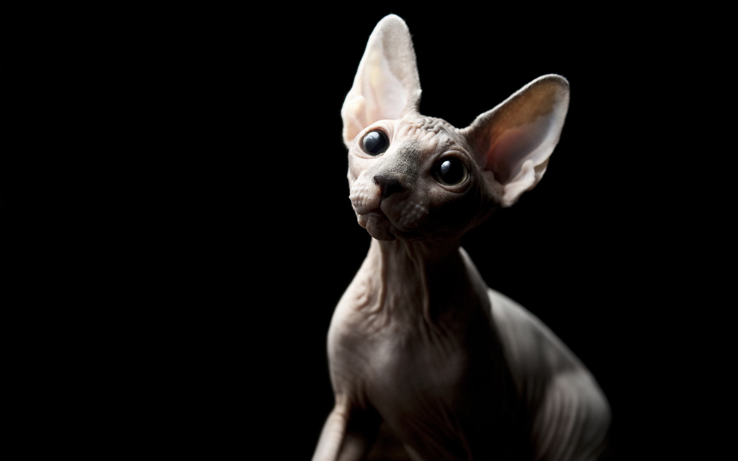 Sphynx Cat Wallpapers