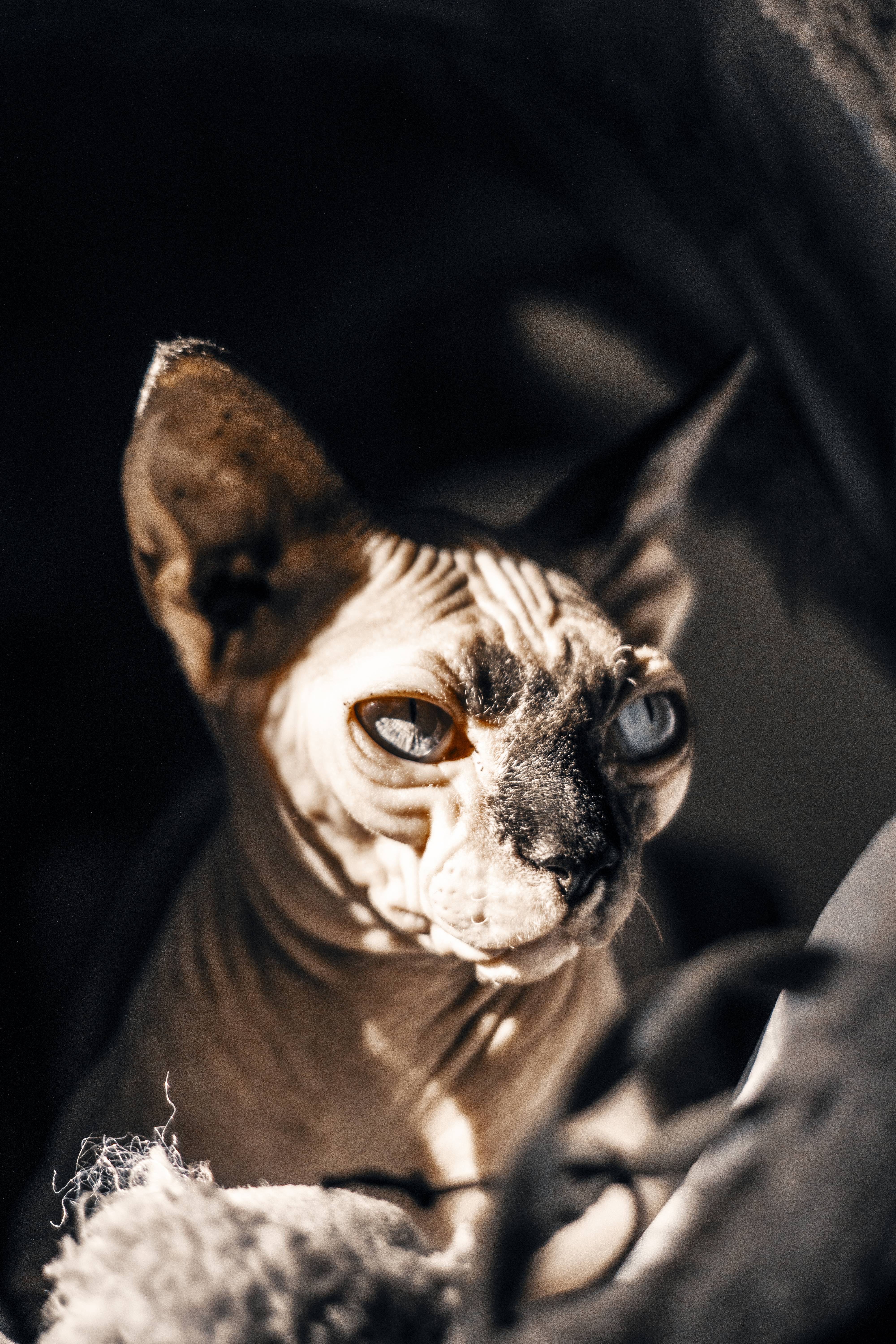 Sphynx Cat Wallpapers