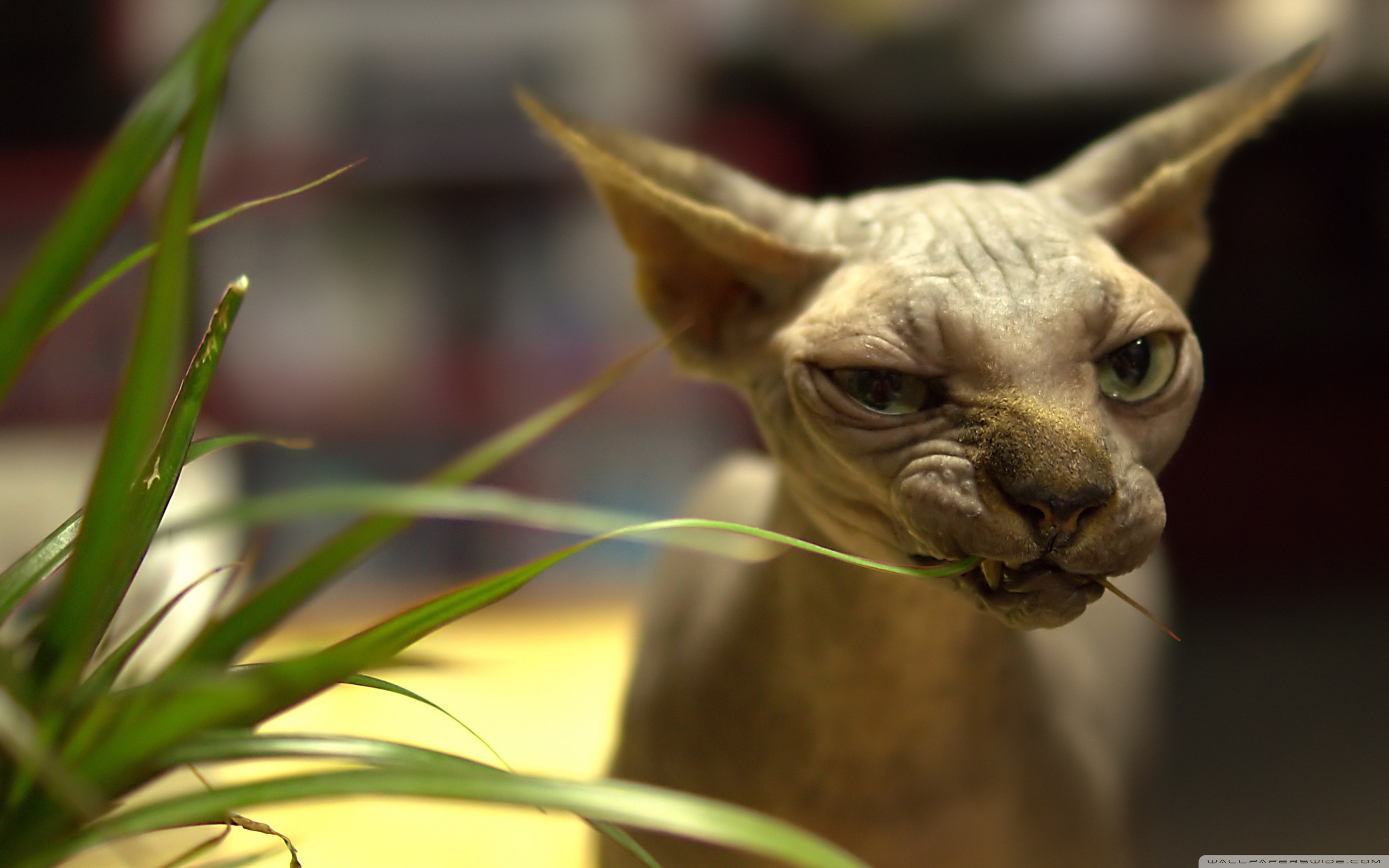 Sphynx Cat Wallpapers