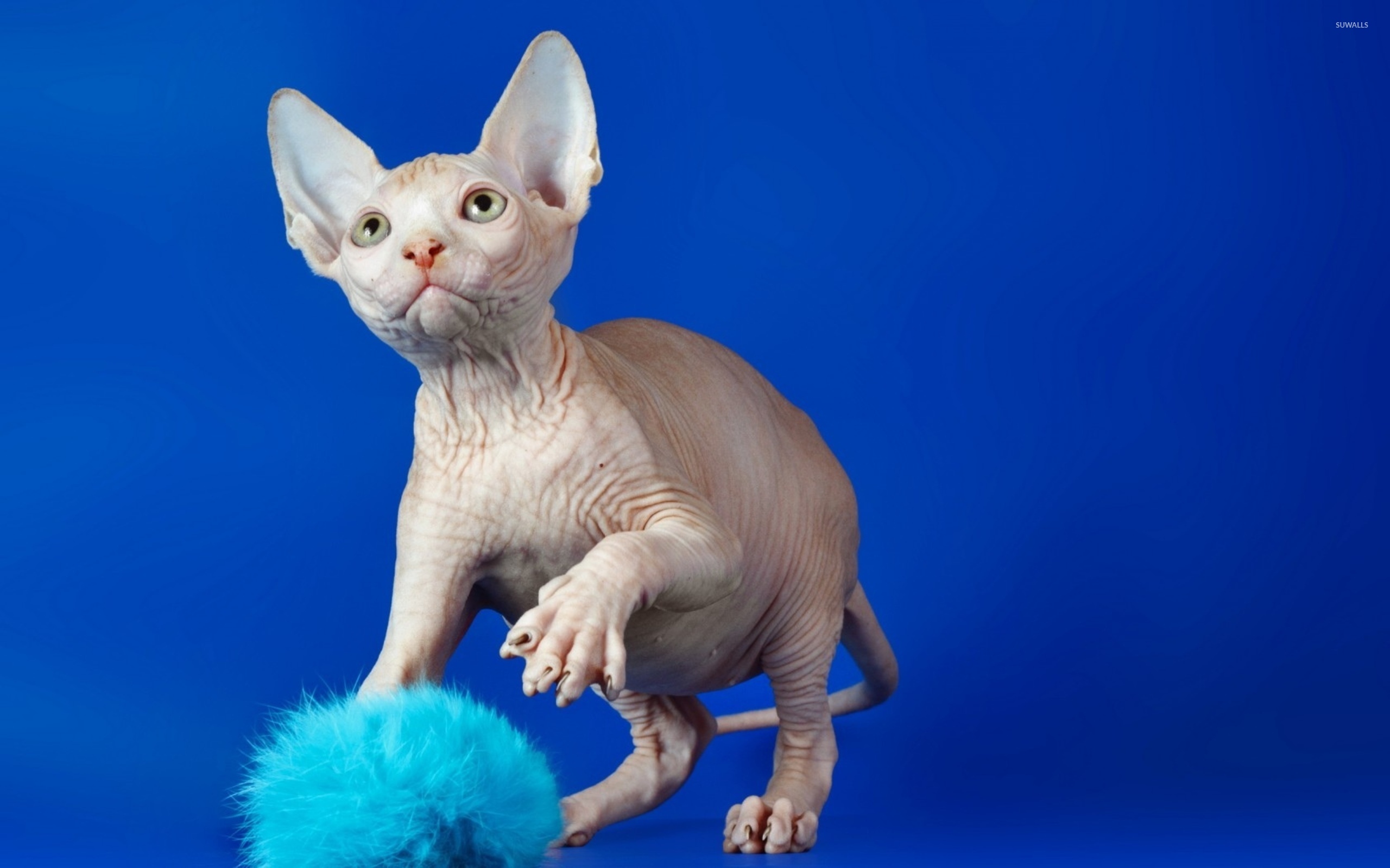 Sphynx Cat Wallpapers