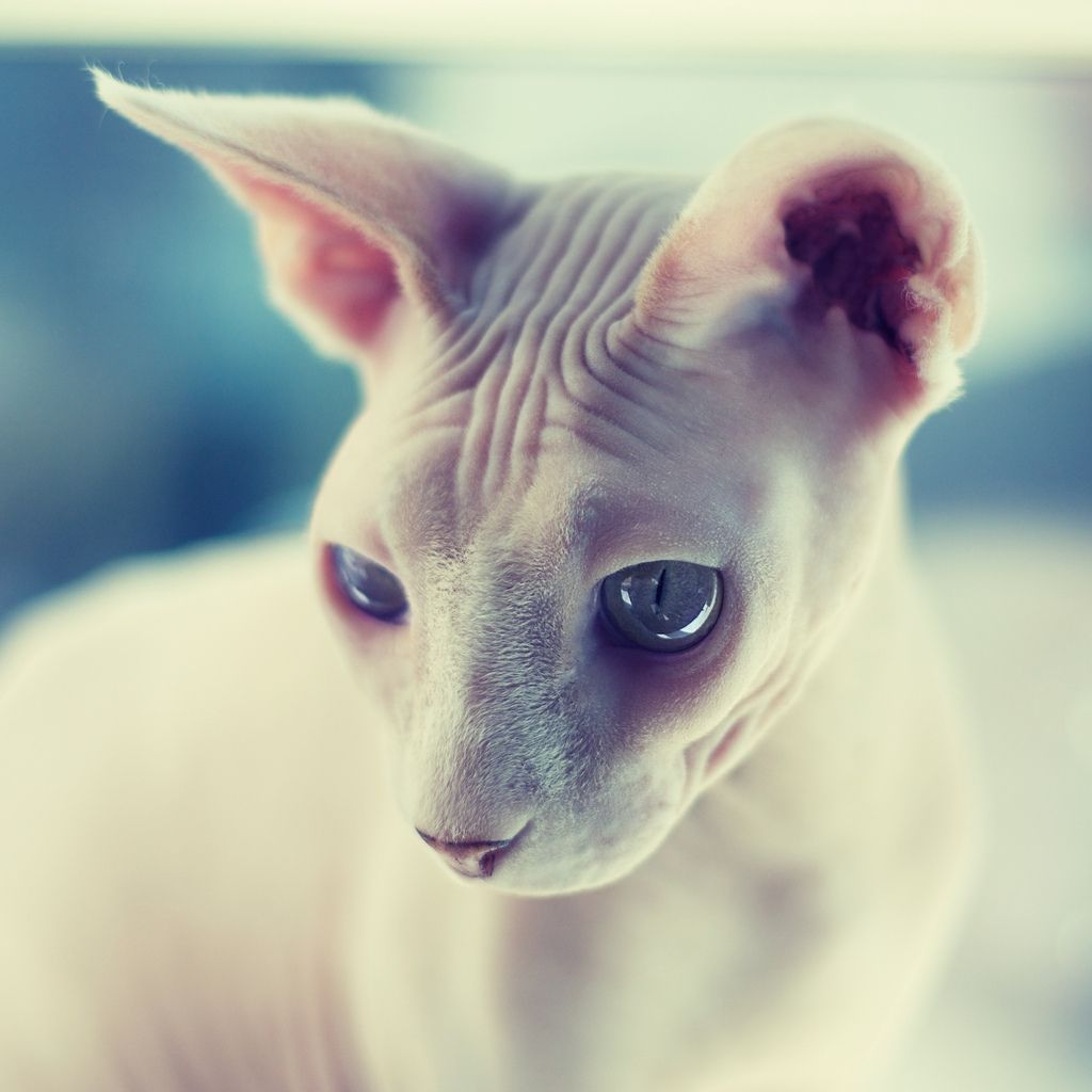 Sphynx Cat Wallpapers