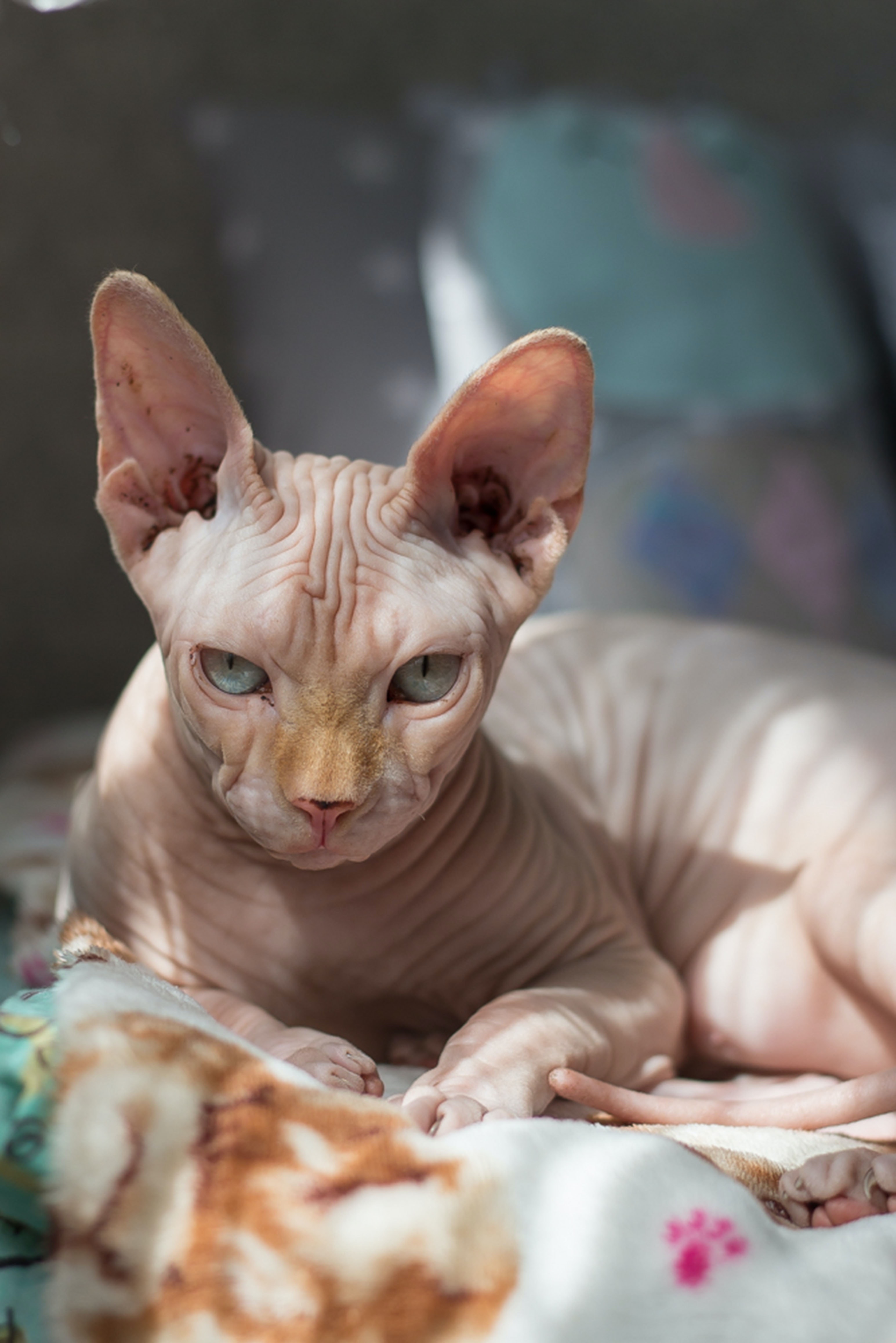 Sphynx Cat Wallpapers