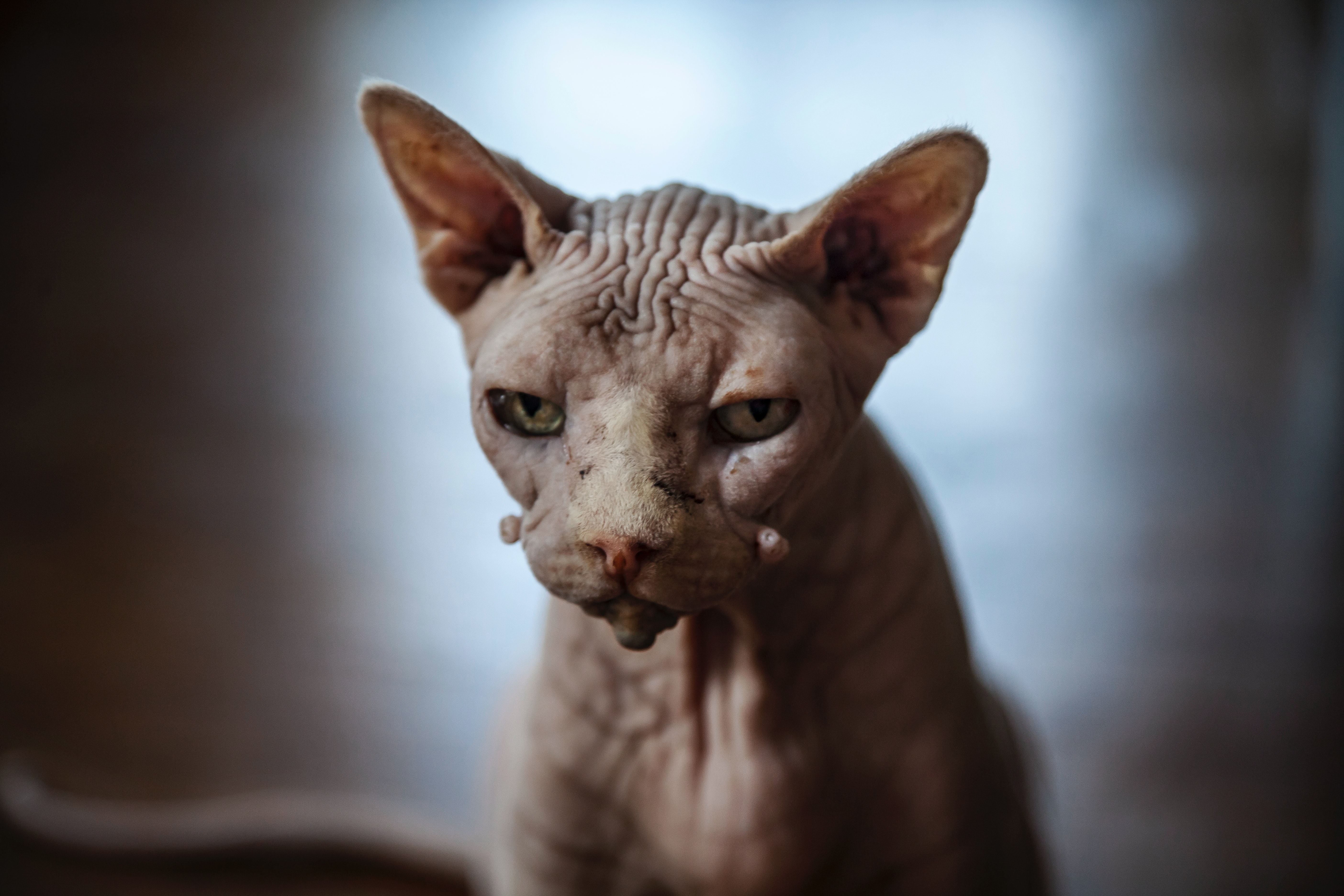 Sphynx Cat Wallpapers