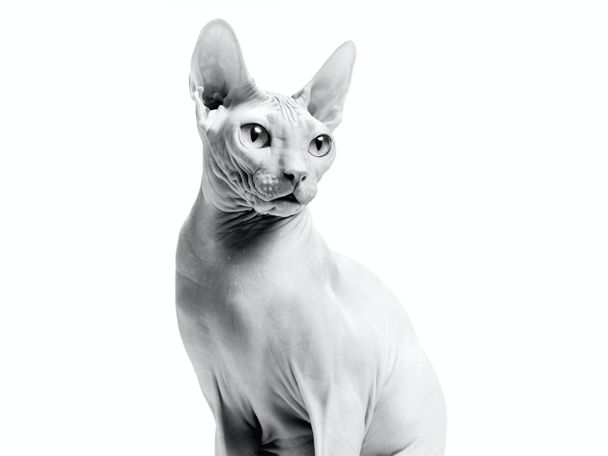 Sphynx Cat Wallpapers