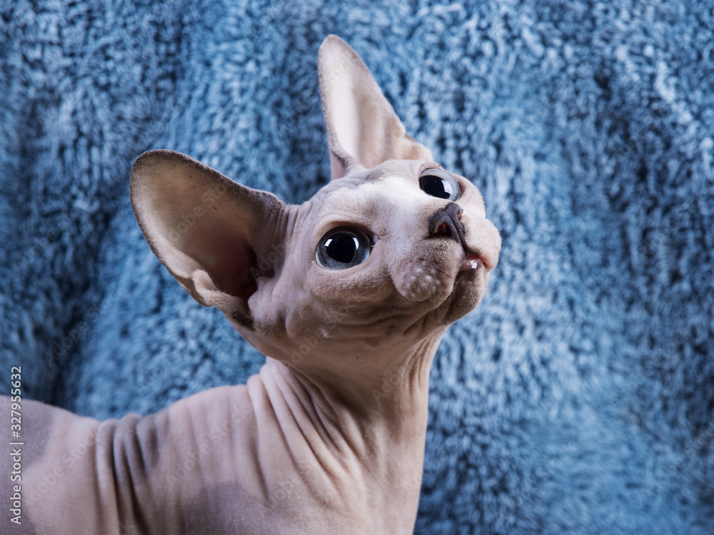 Sphynx Cat Wallpapers