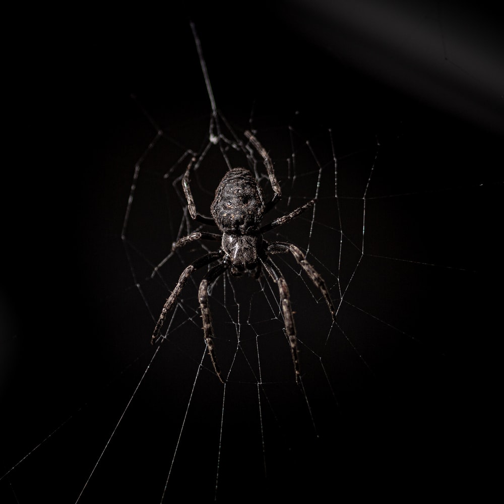 Spider Wallpapers