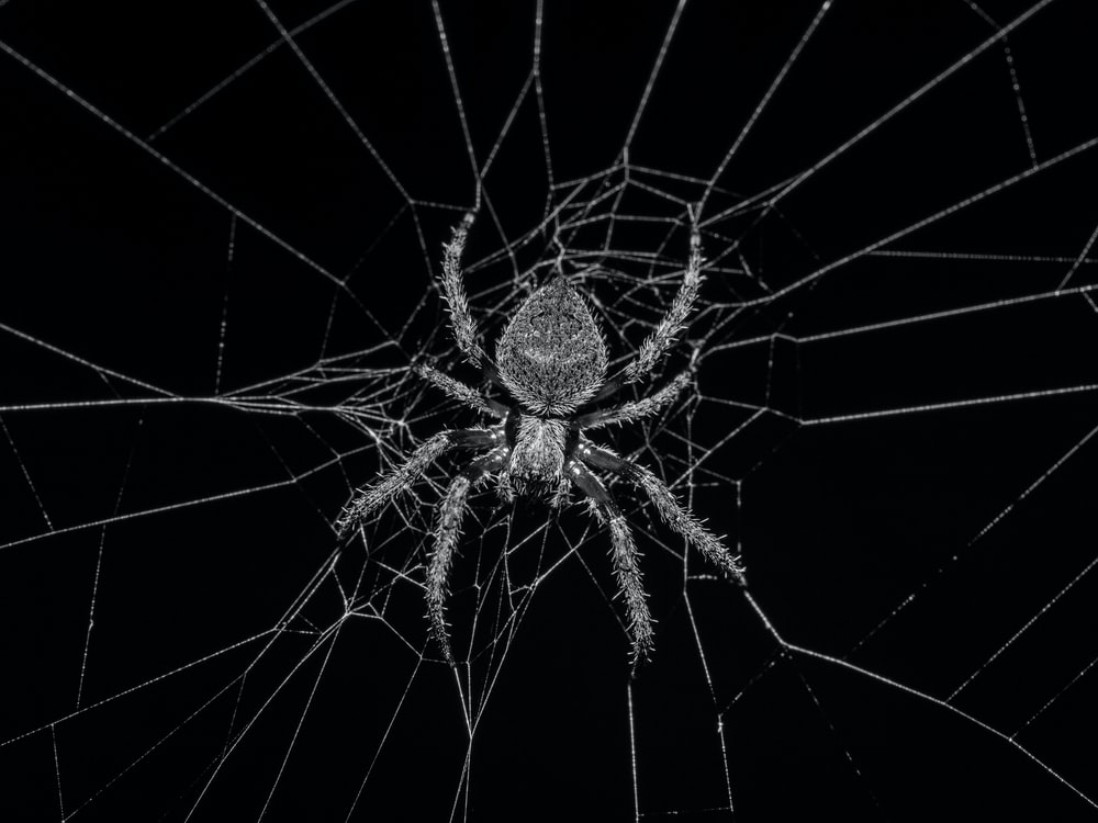 Spider Wallpapers