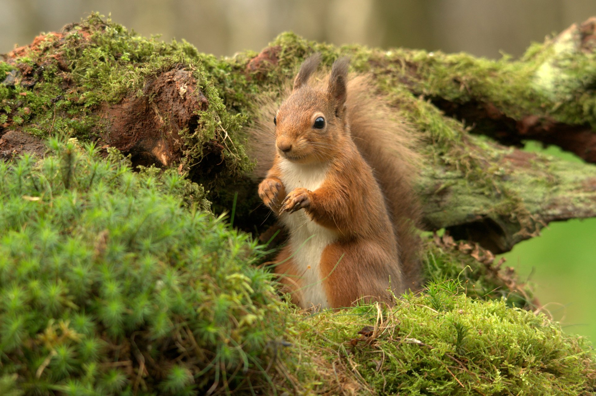 Squirrel Wallpapers