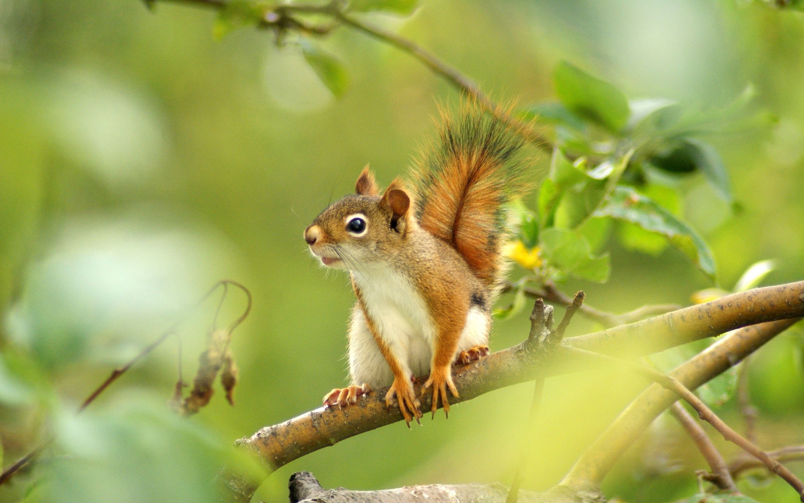 Squirrel Wallpapers