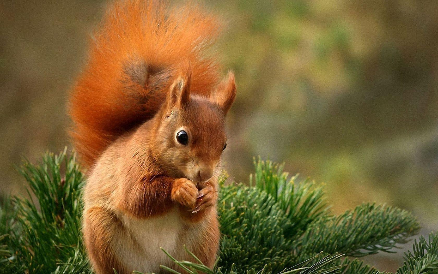 Squirrel Wallpapers