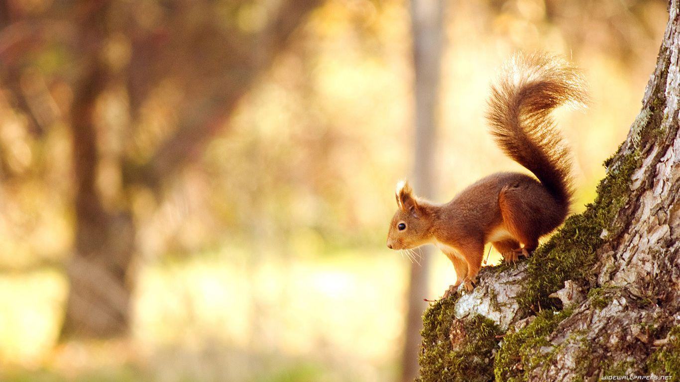 Squirrel Wallpapers