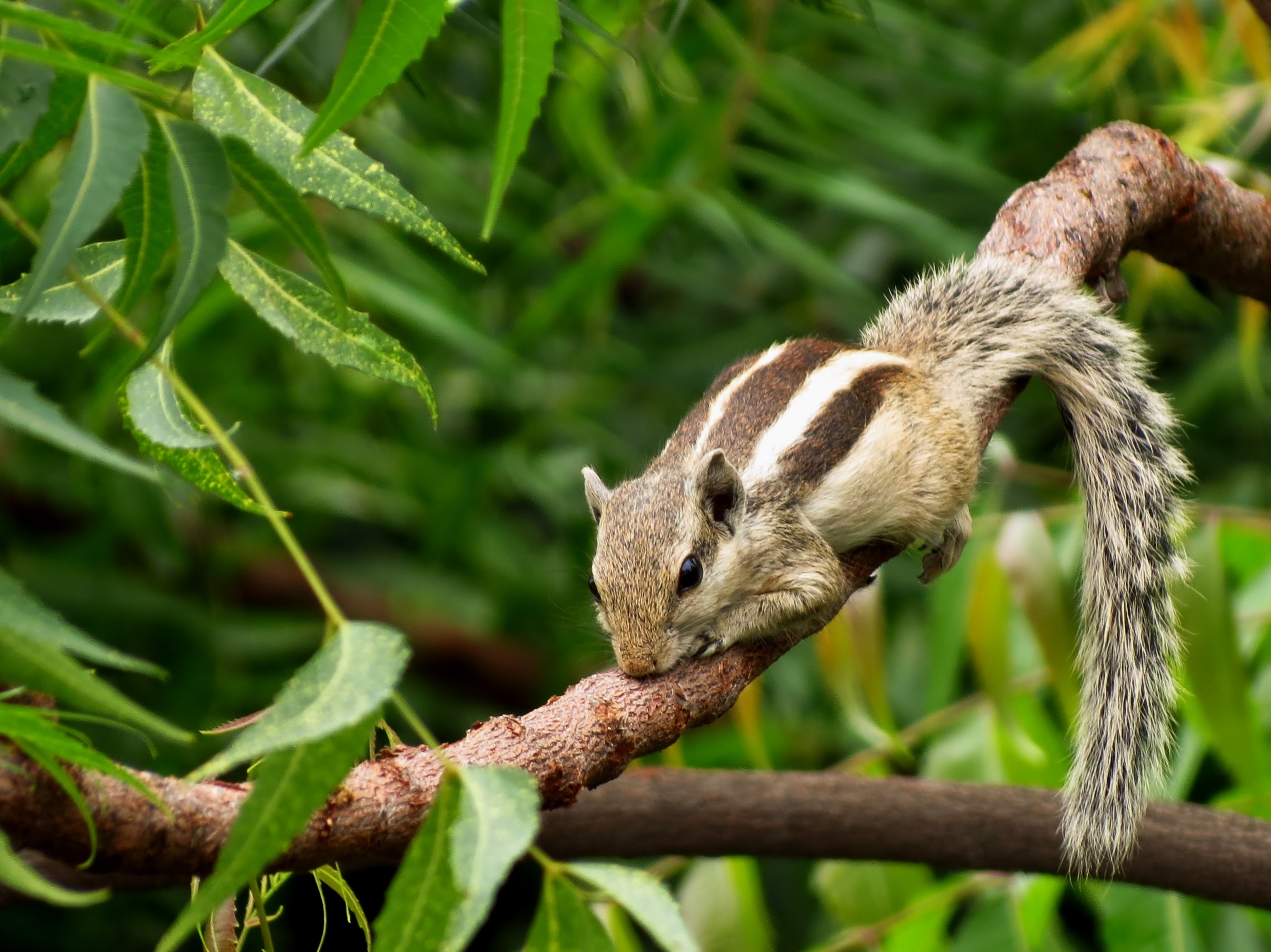 Squirrel Wallpapers