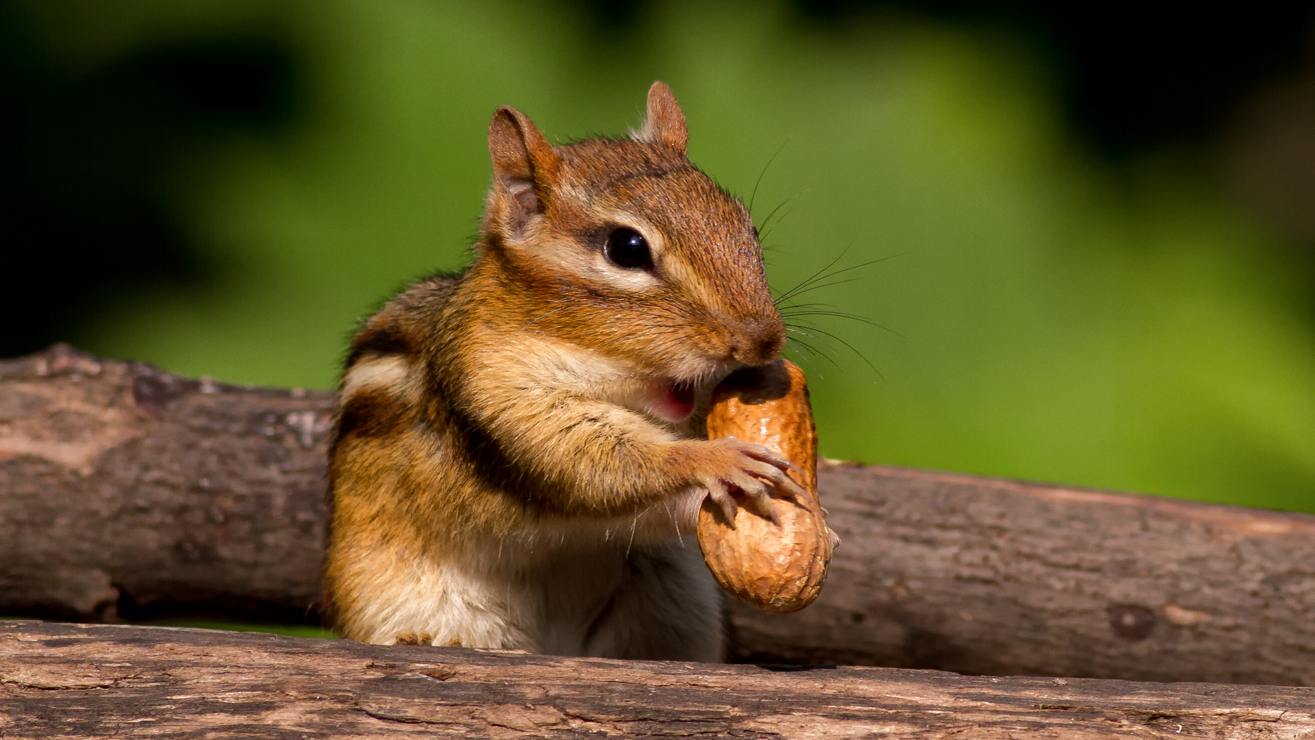 Squirrel Wallpapers