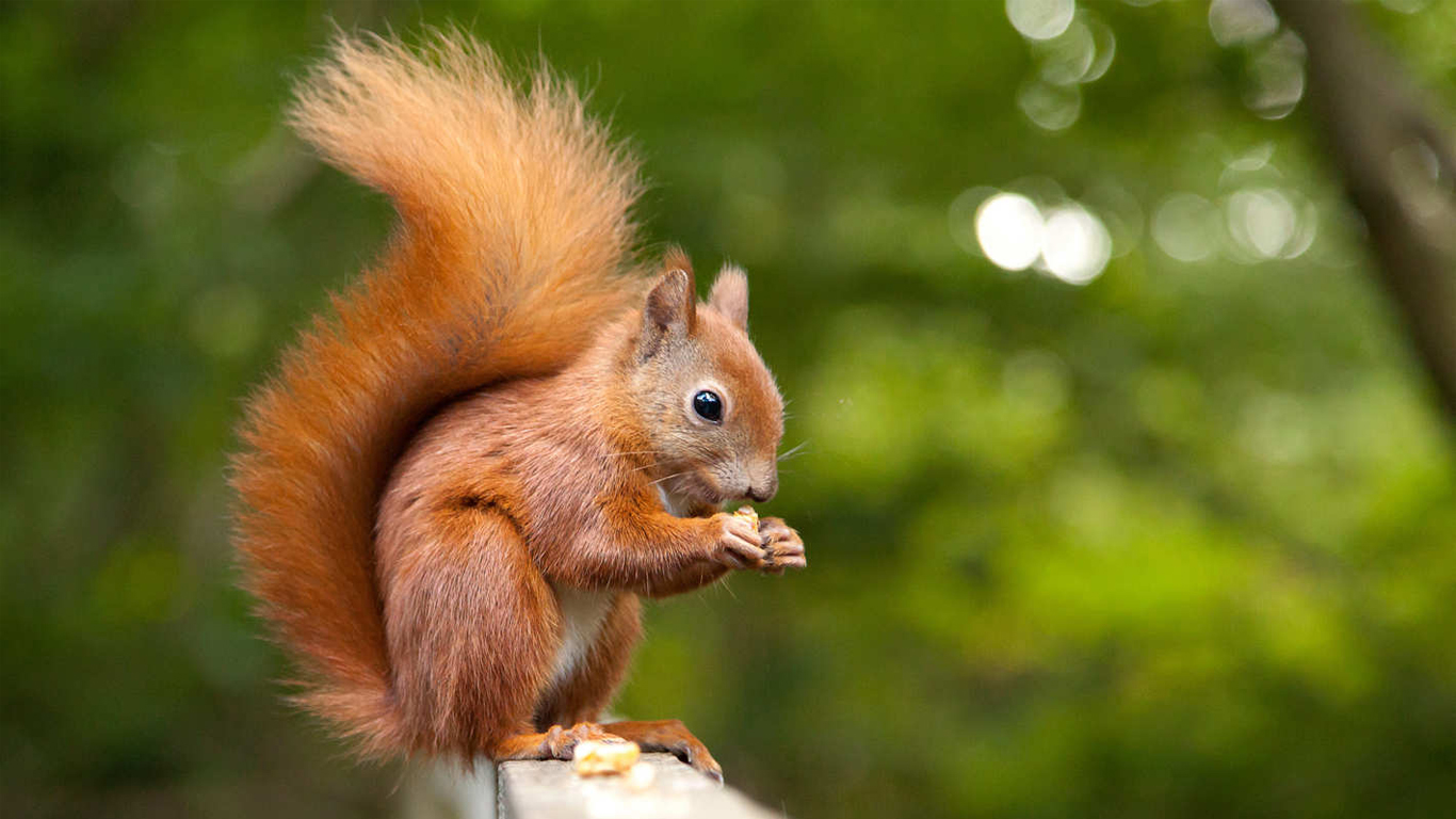 Squirrel Wallpapers