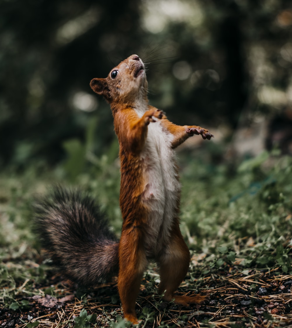 Squirrel Wallpapers