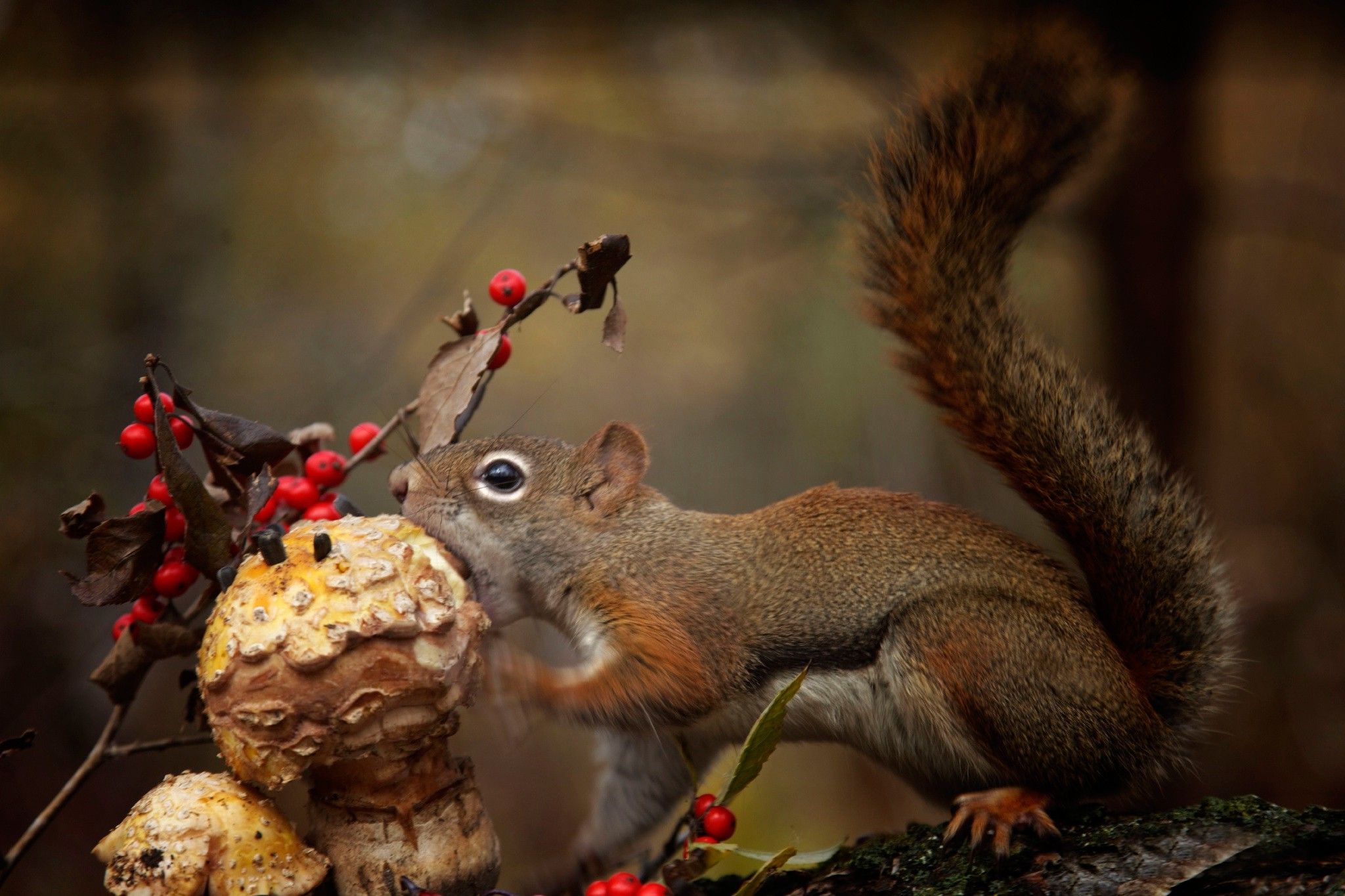 Squirrel Wallpapers