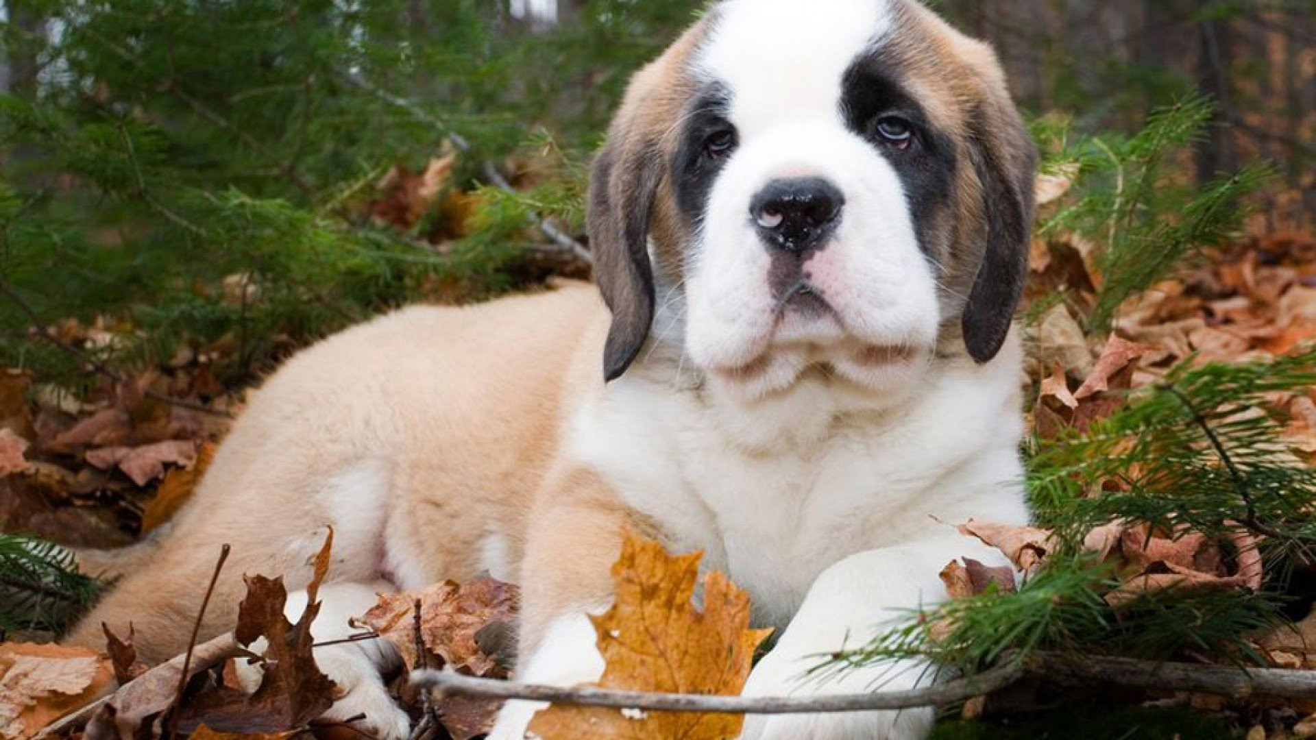 St. Bernard Wallpapers