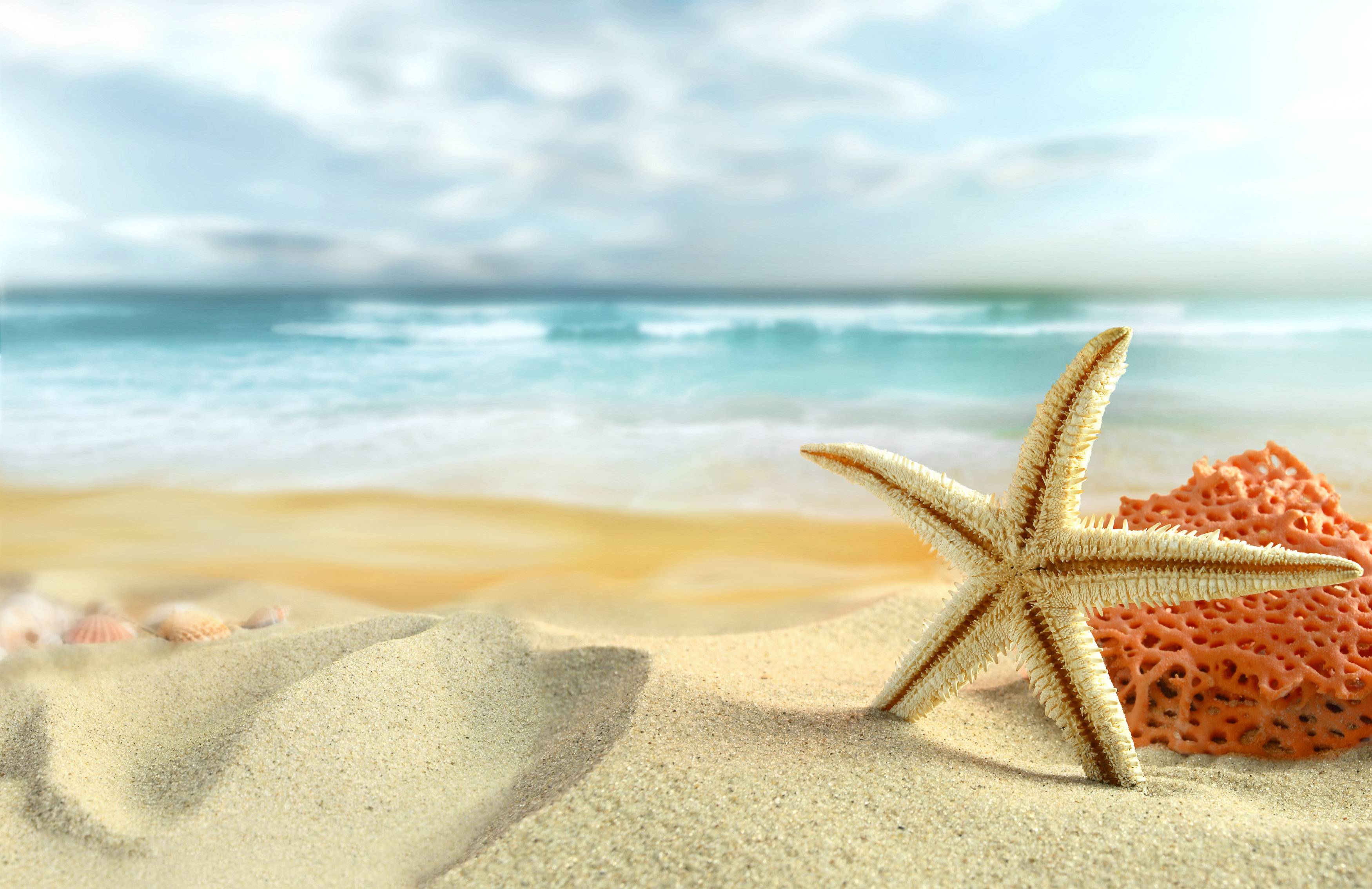 Starfish Wallpapers