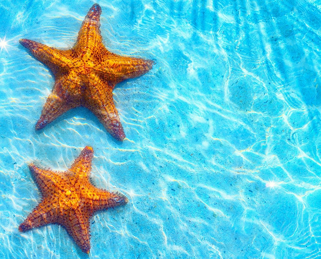 Starfish Wallpapers