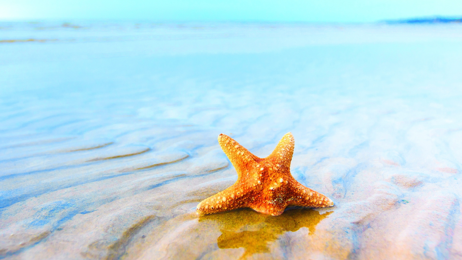 Starfish Wallpapers