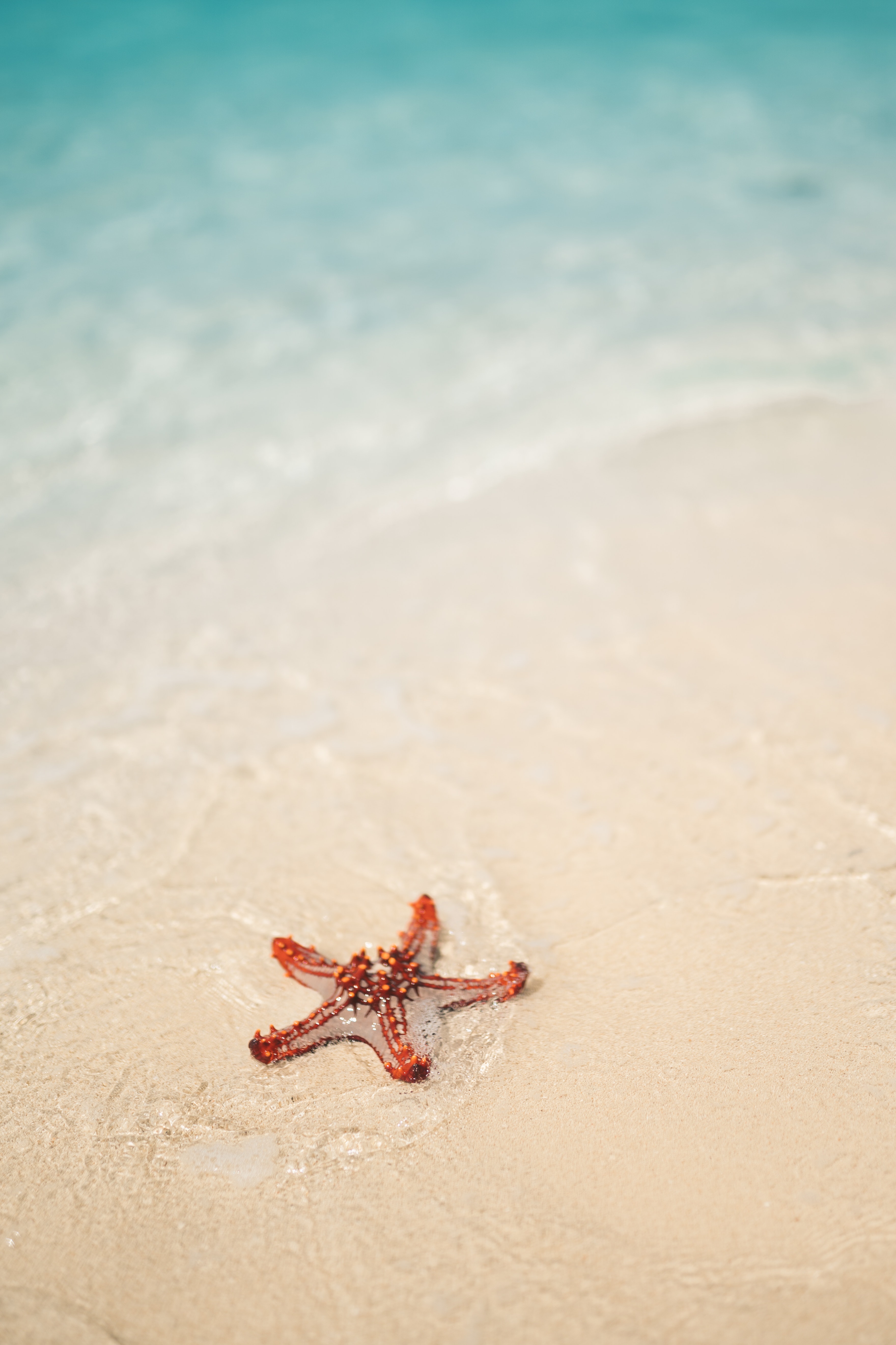 Starfish Wallpapers