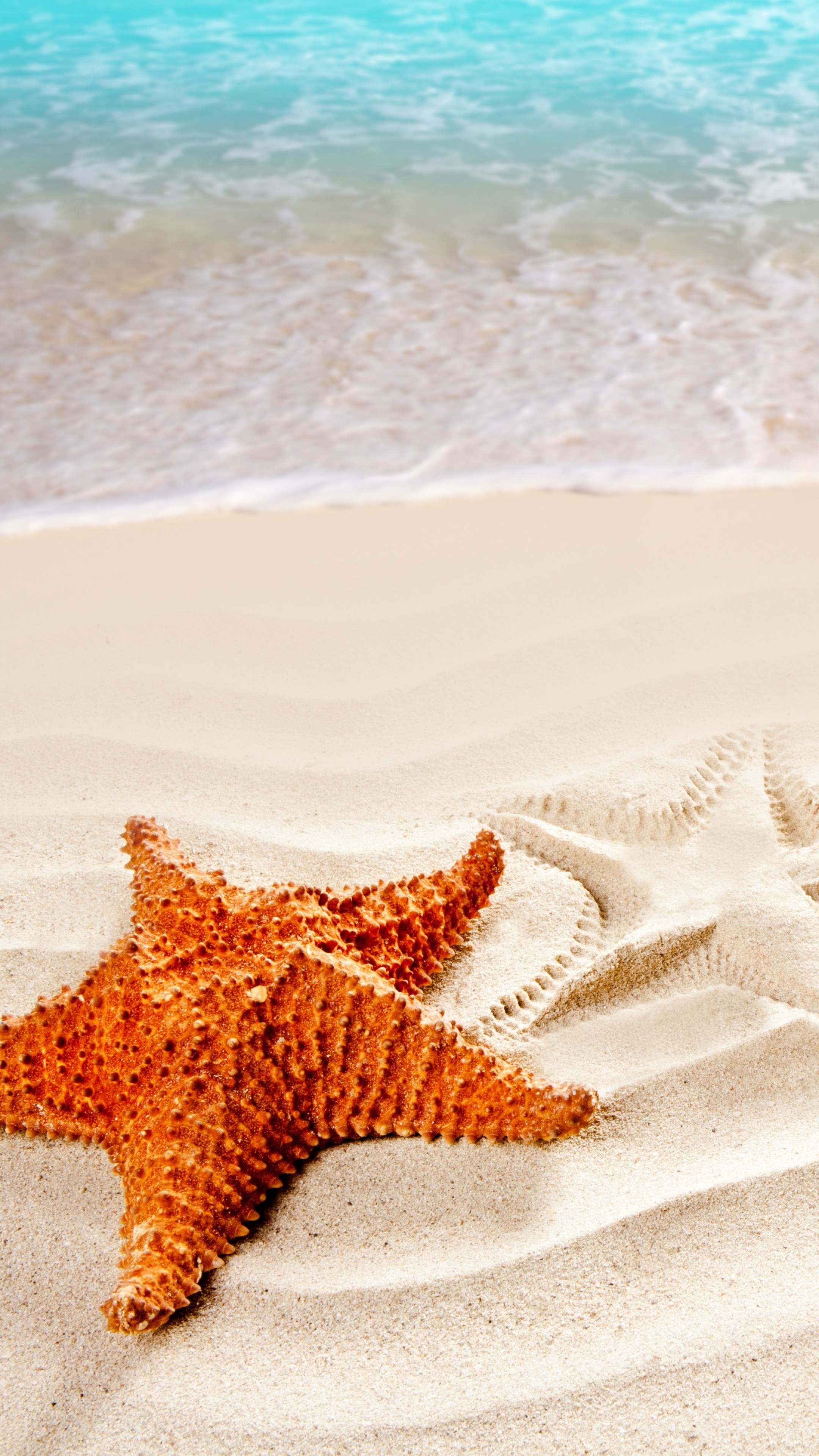 Starfish Wallpapers