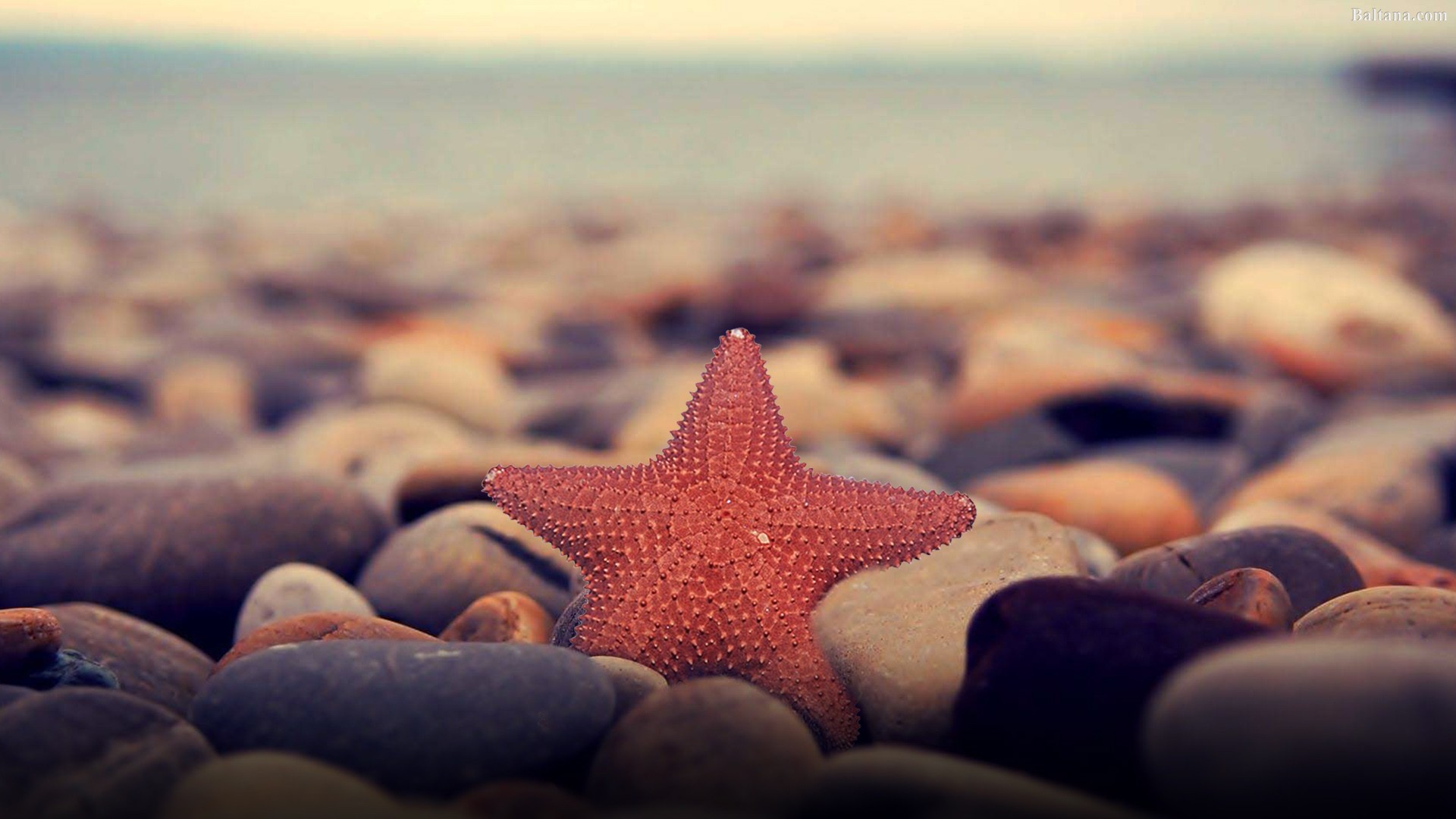 Starfish Wallpapers