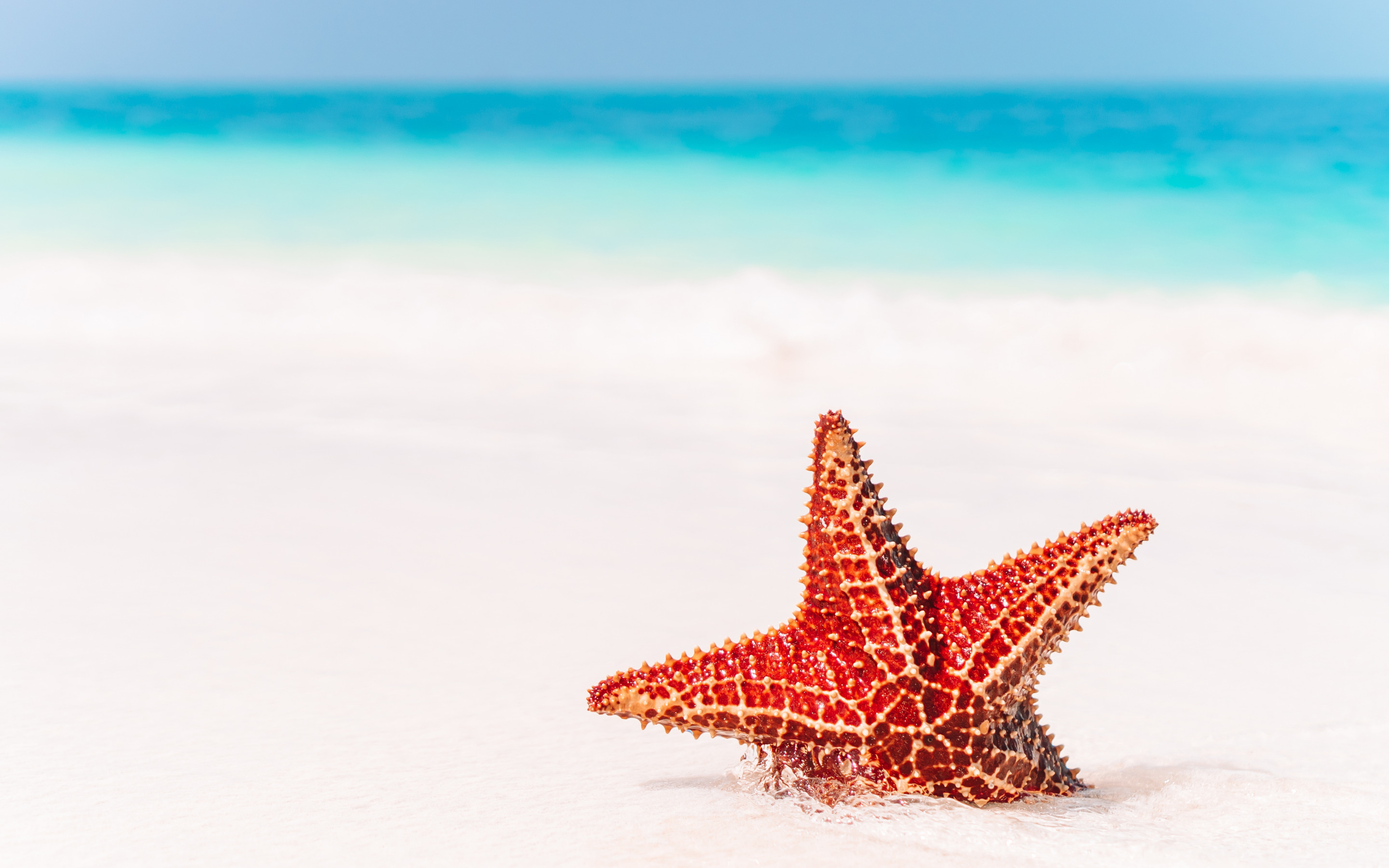 Starfish Wallpapers