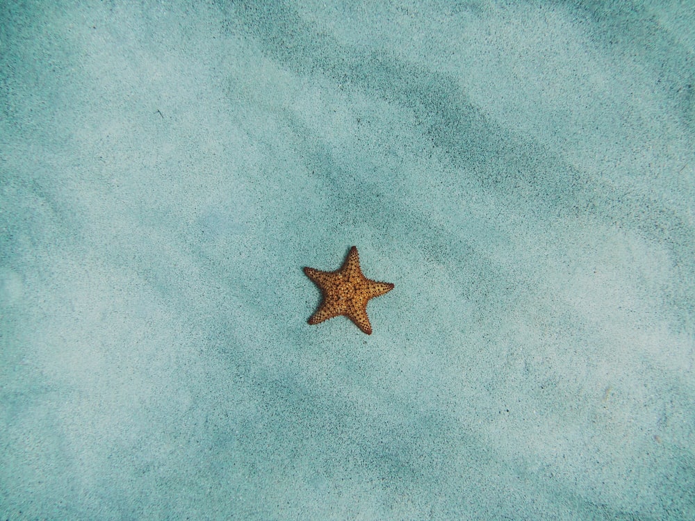 Starfish Wallpapers