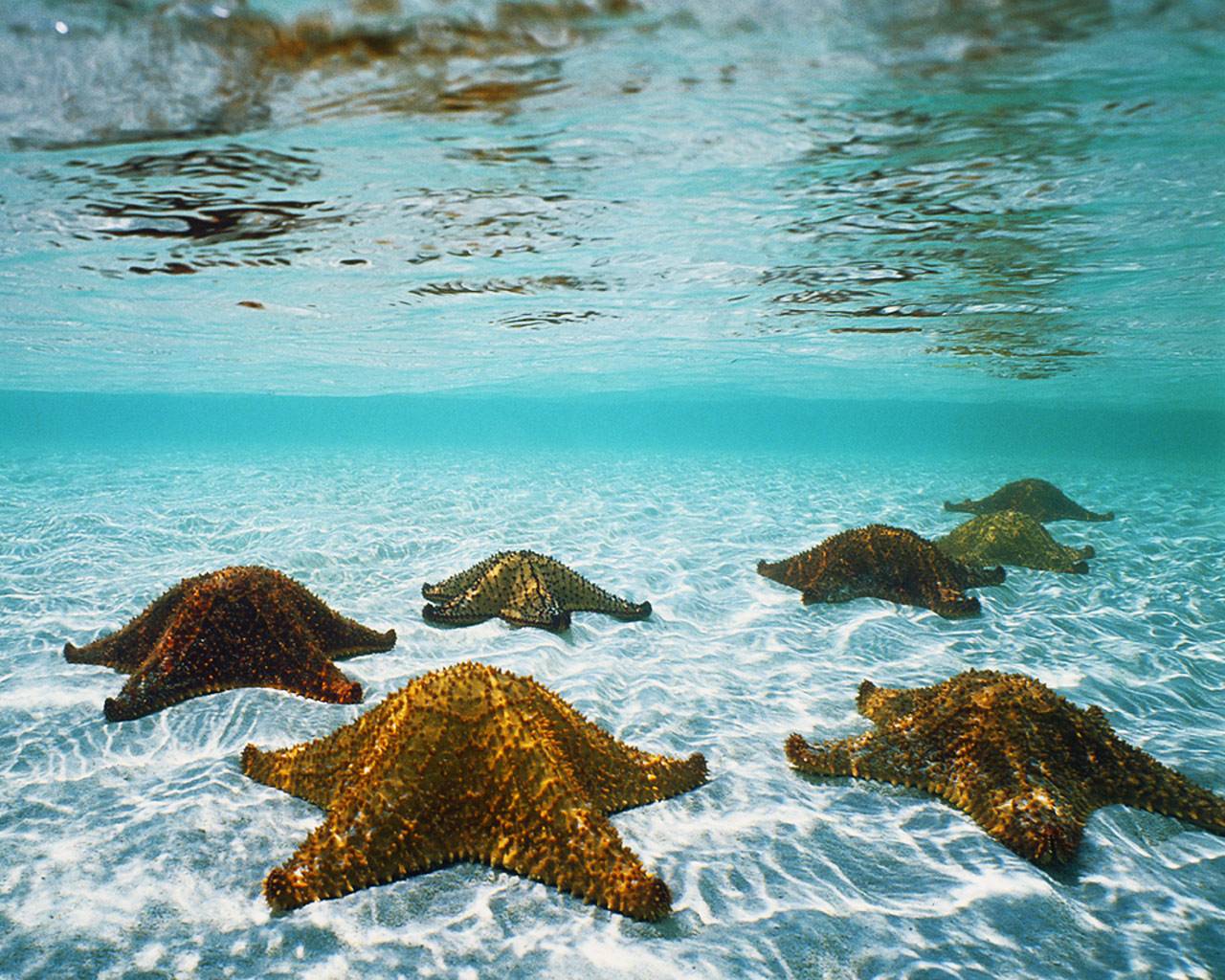 Starfish Wallpapers