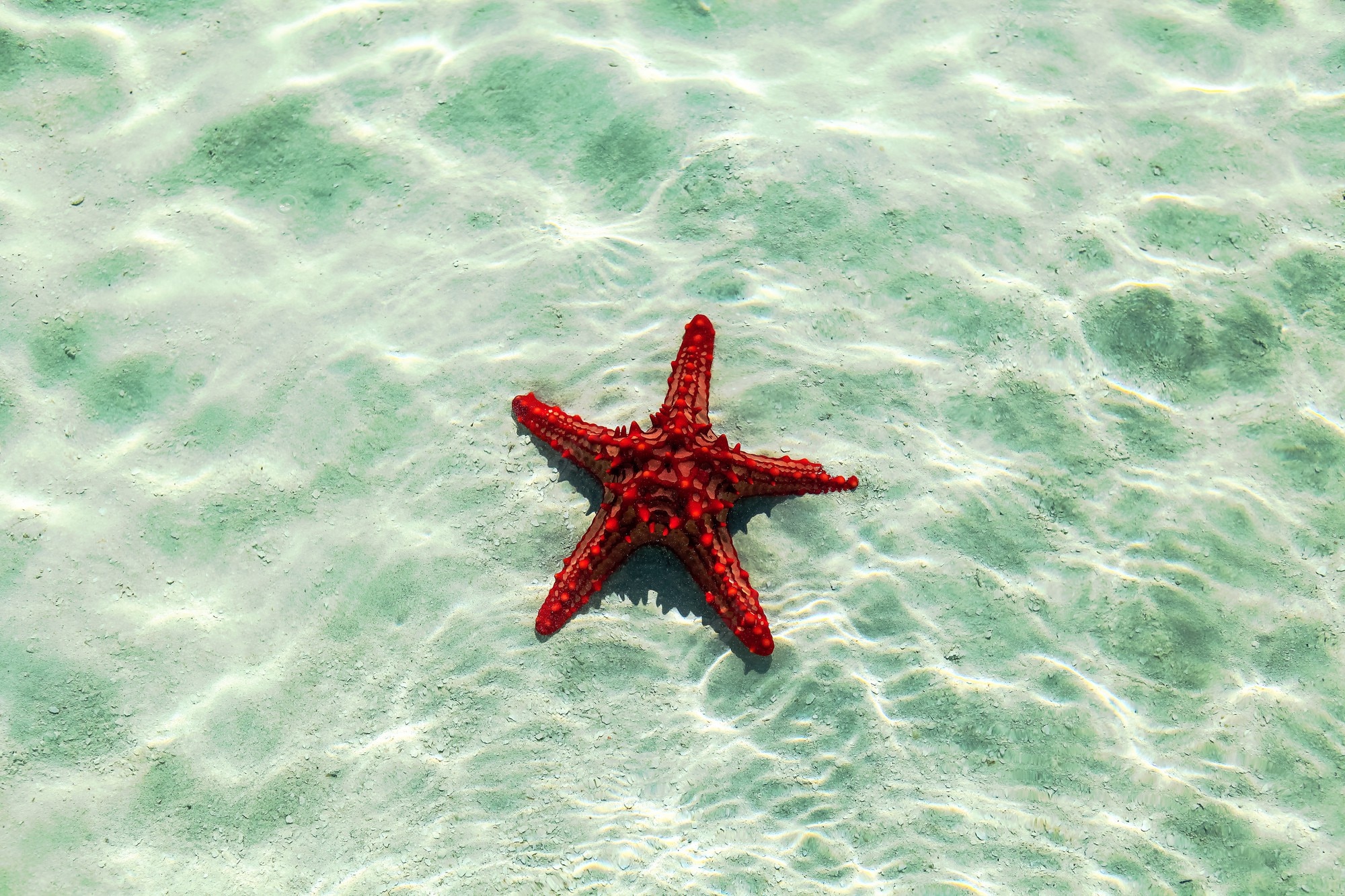 Starfish Wallpapers