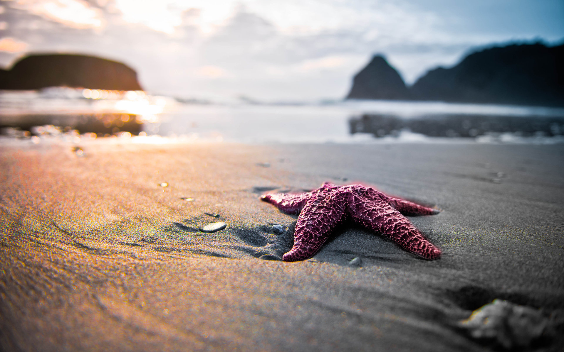 Starfish Wallpapers