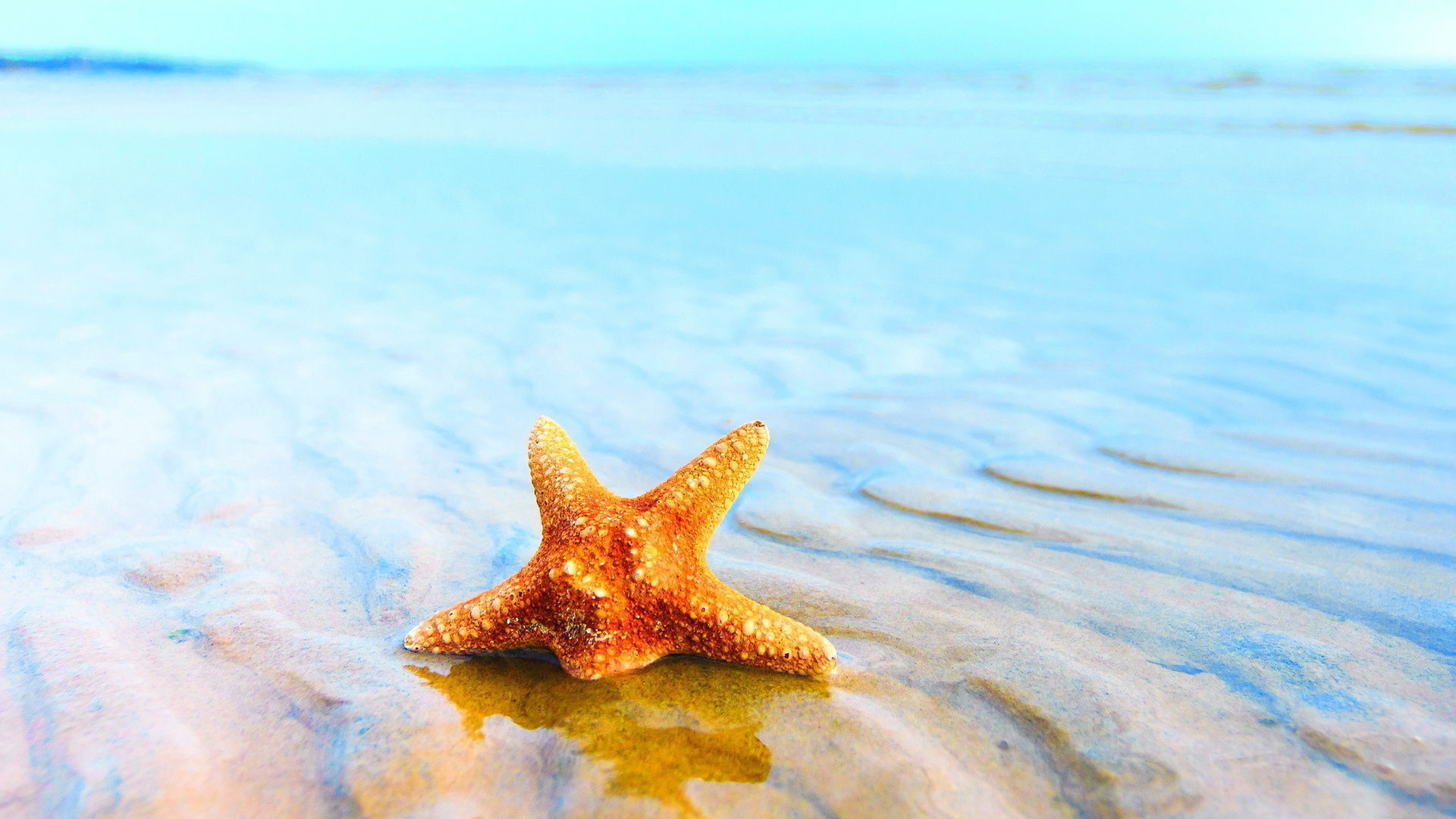 Starfish Wallpapers