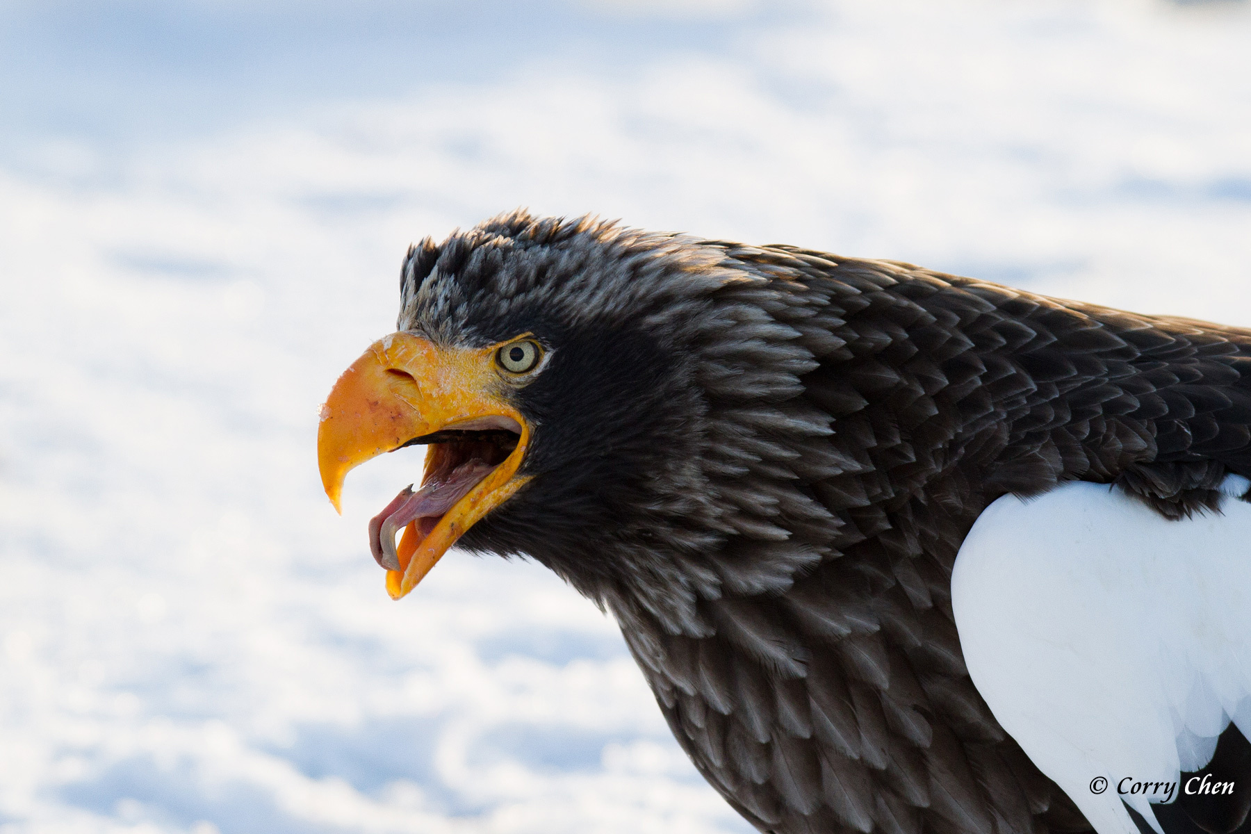 Steller'S Sea Eagle Wallpapers