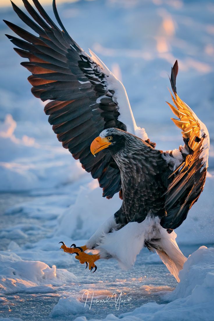 Steller'S Sea Eagle Wallpapers