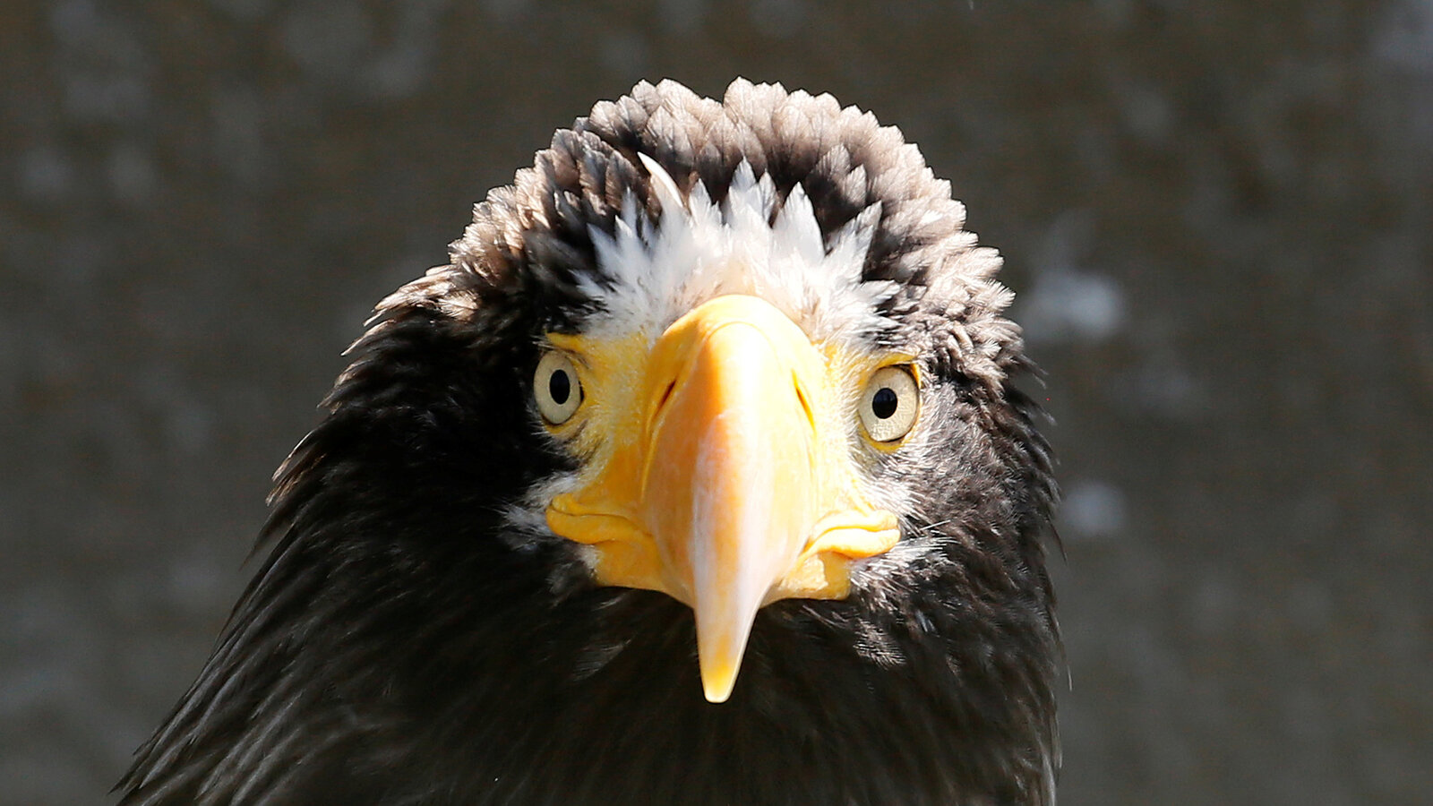 Steller'S Sea Eagle Wallpapers