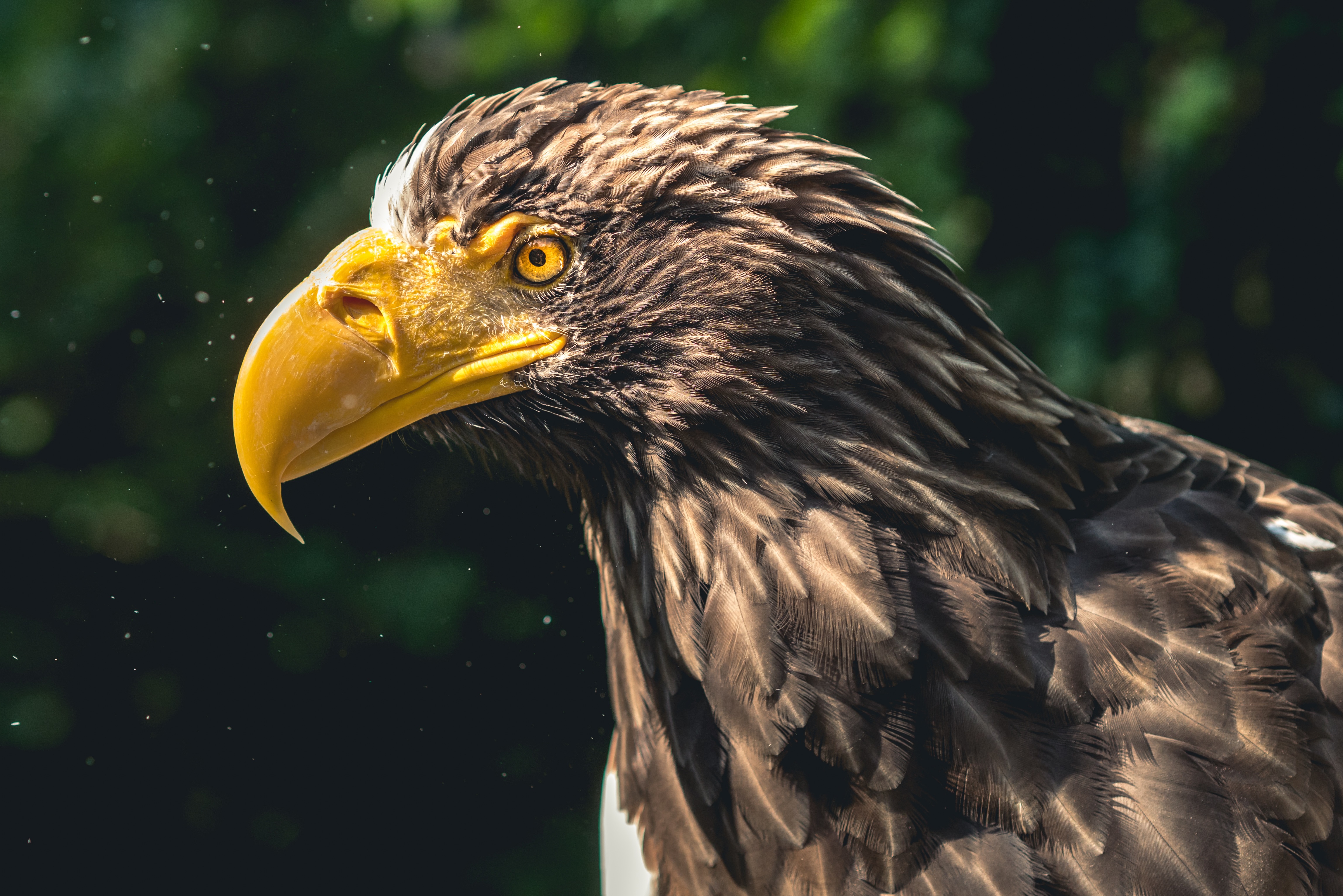 Steller'S Sea Eagle Wallpapers