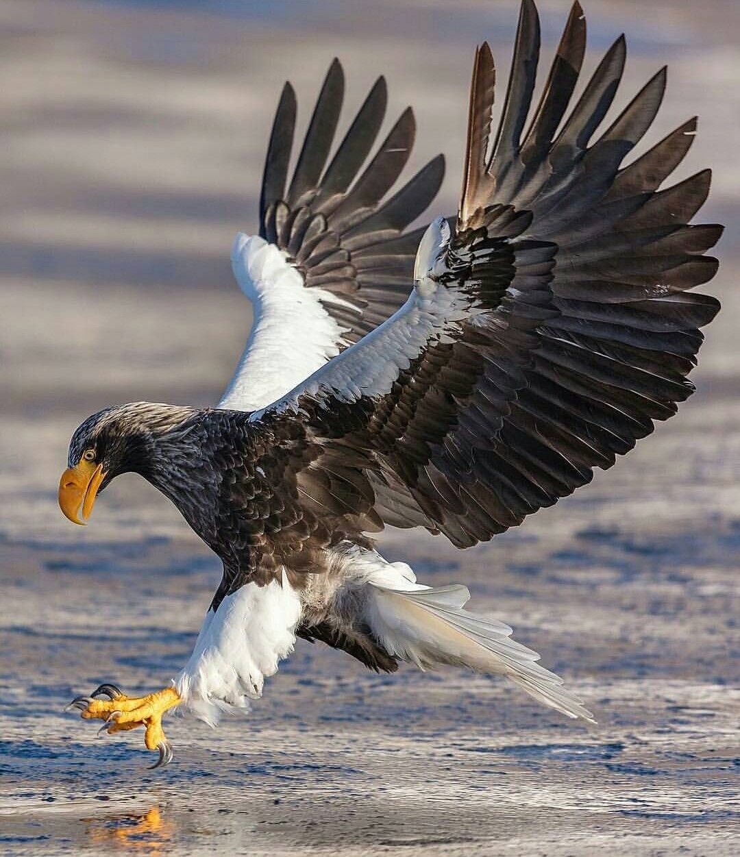 Steller'S Sea Eagle Wallpapers