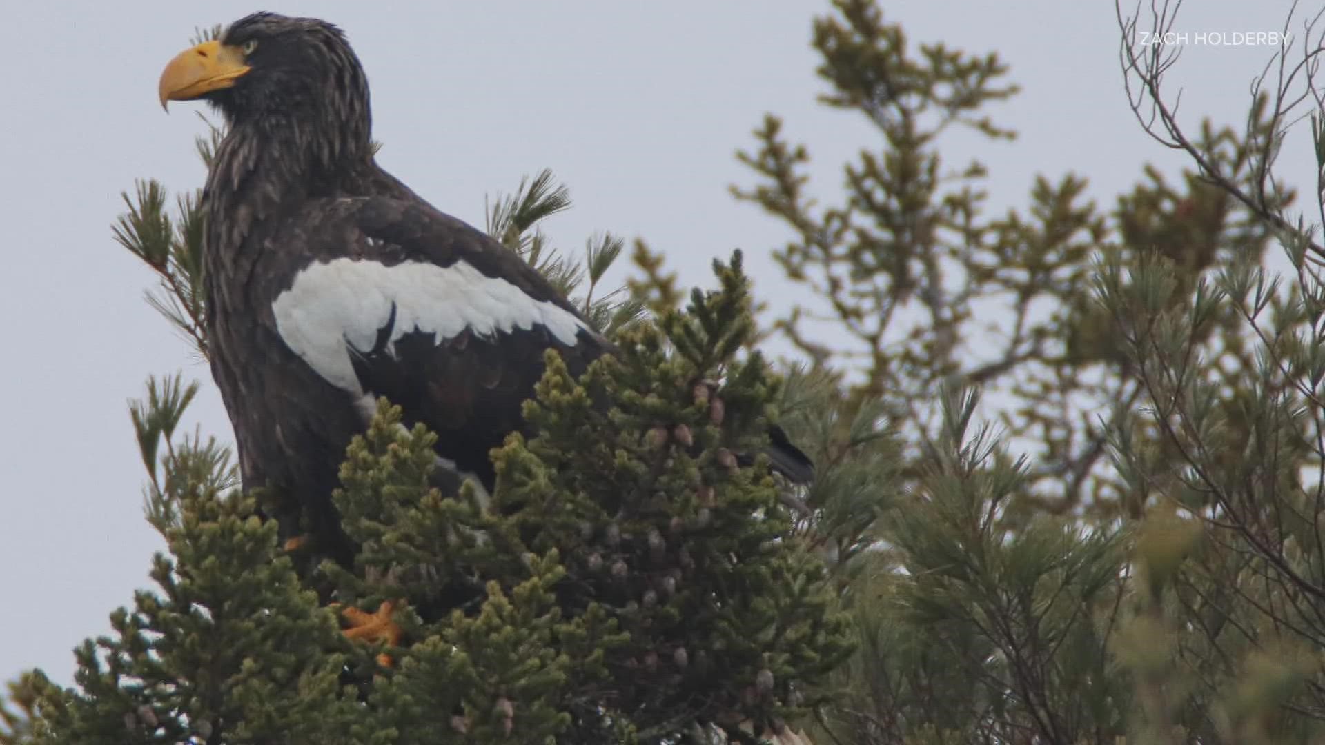 Steller'S Sea Eagle Wallpapers