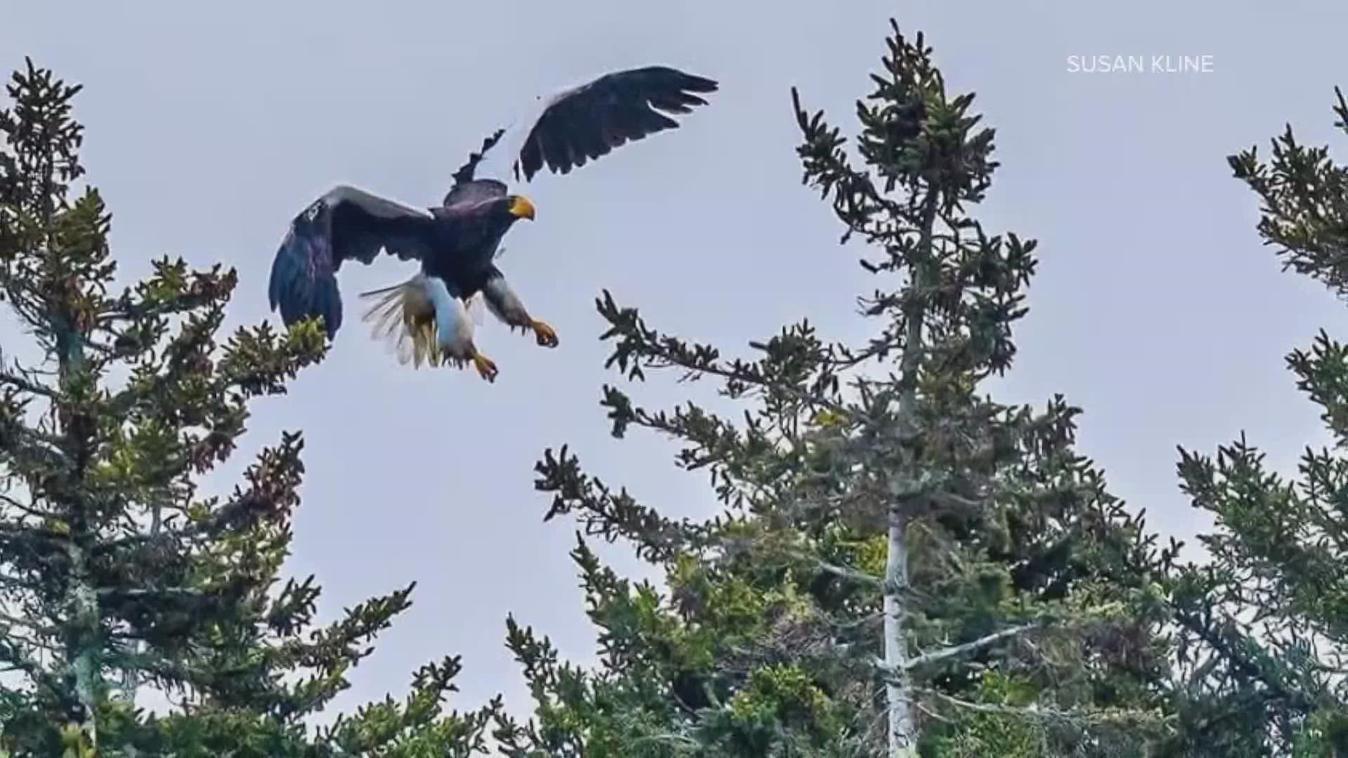 Steller'S Sea Eagle Wallpapers