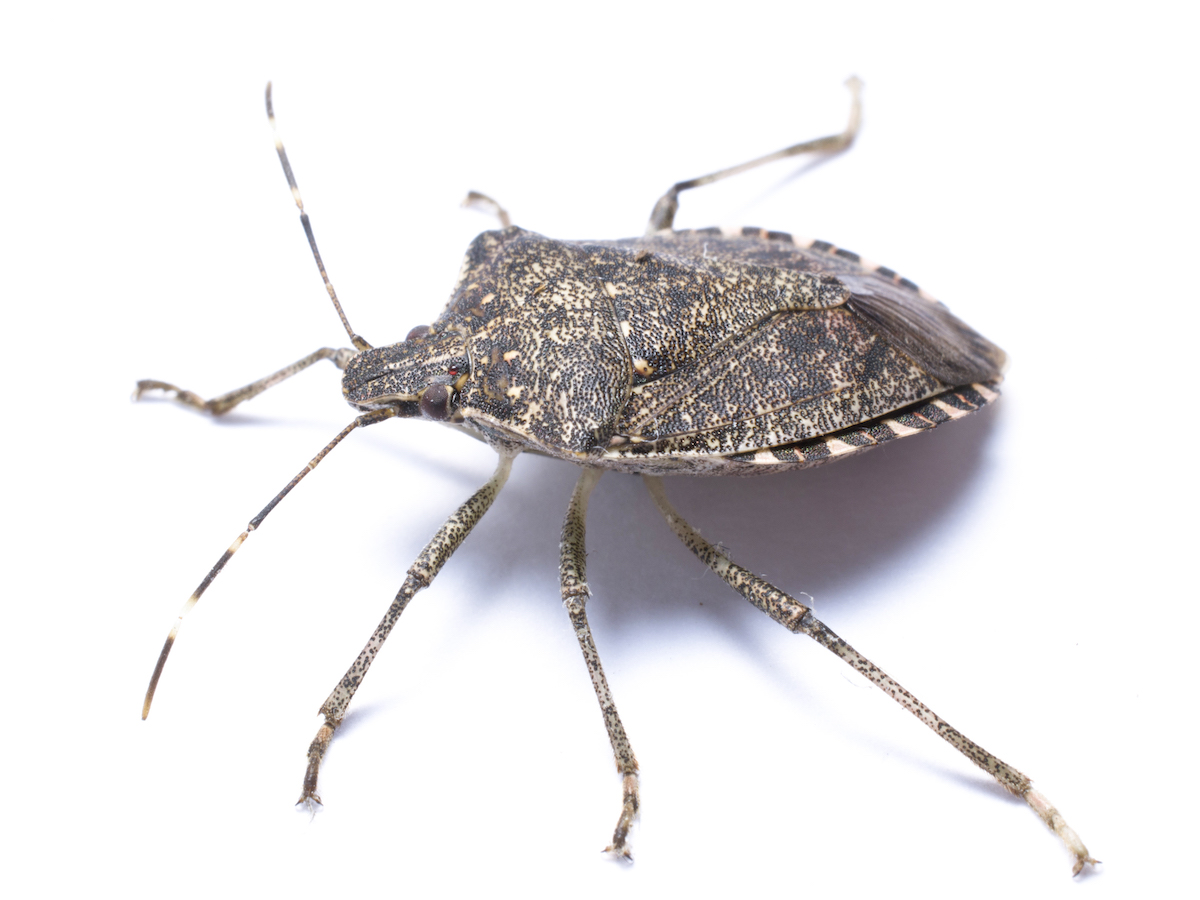 Stink Bugs Wallpapers