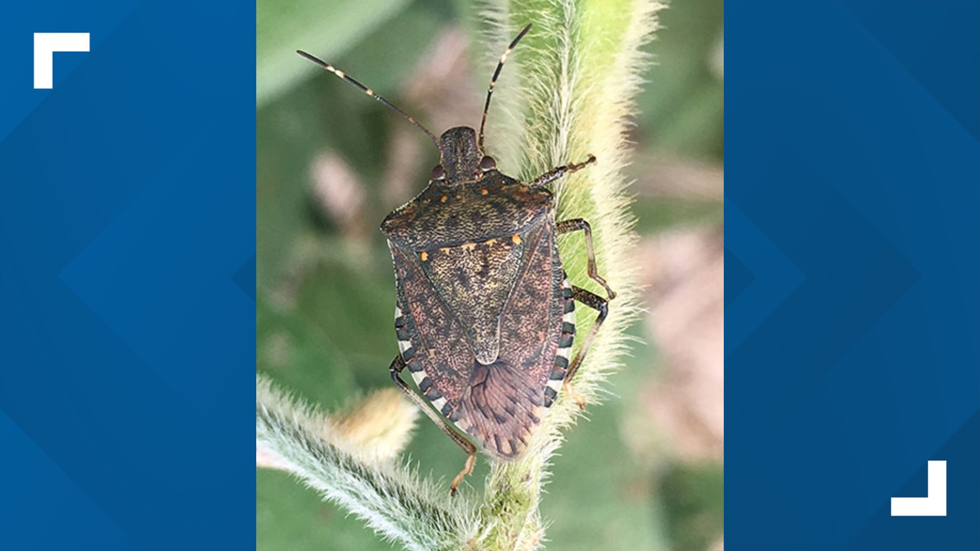 Stink Bugs Wallpapers