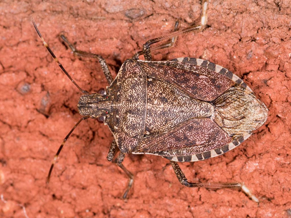 Stink Bugs Wallpapers