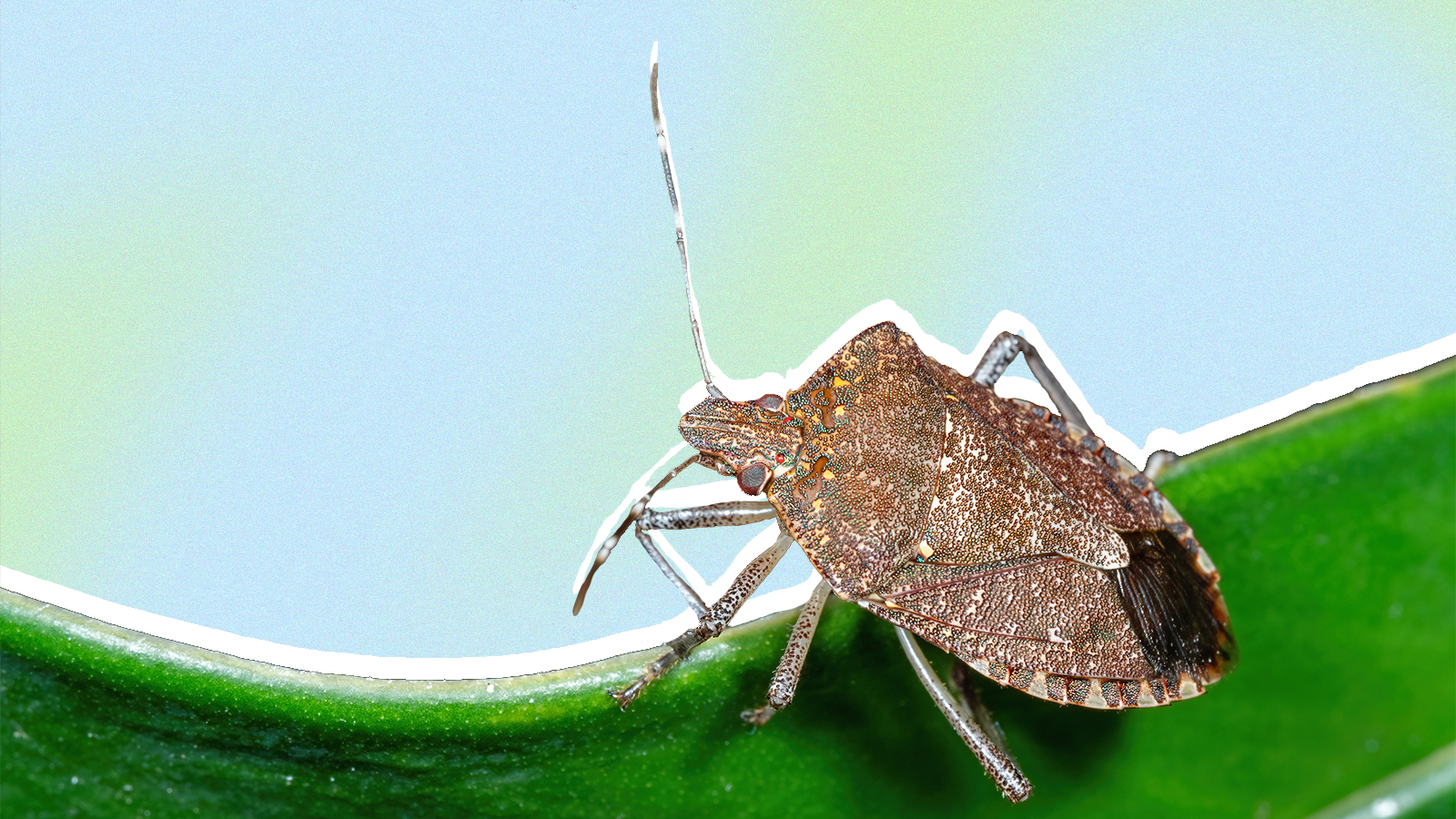 Stink Bugs Wallpapers